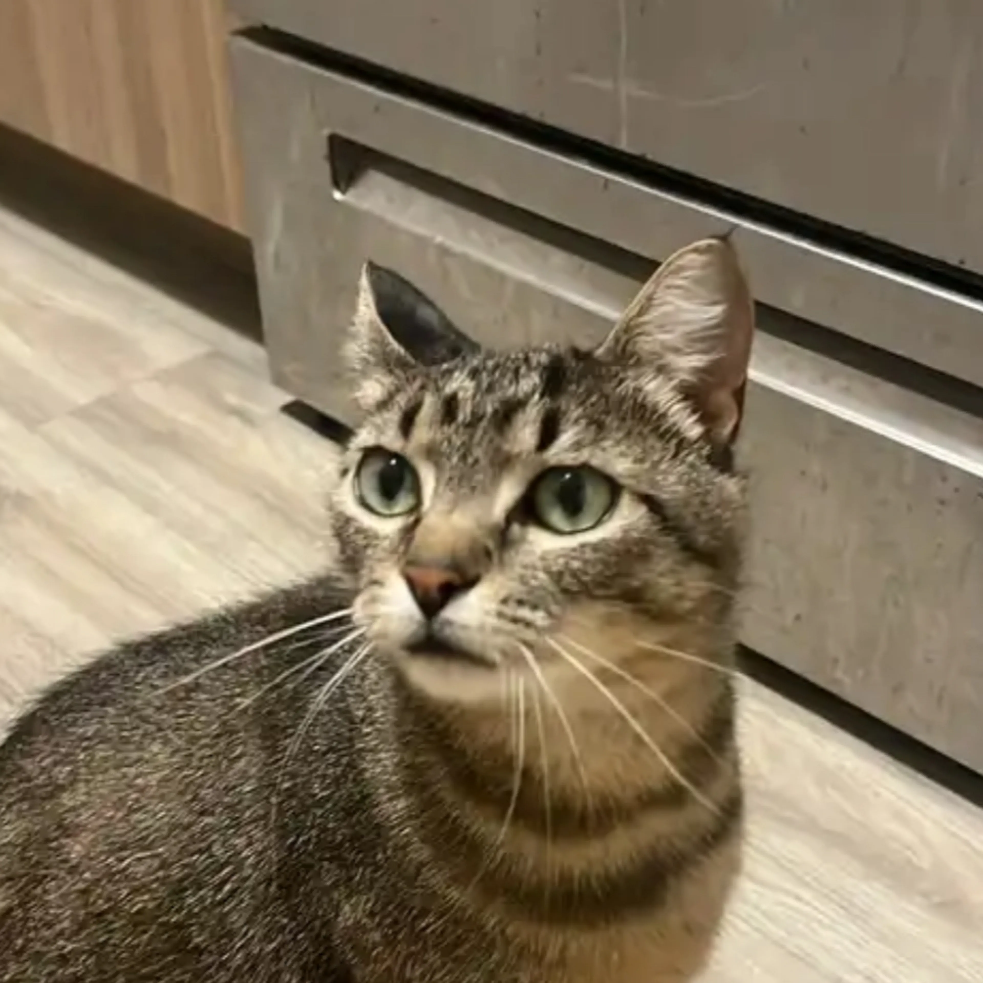 Lost pet-1
