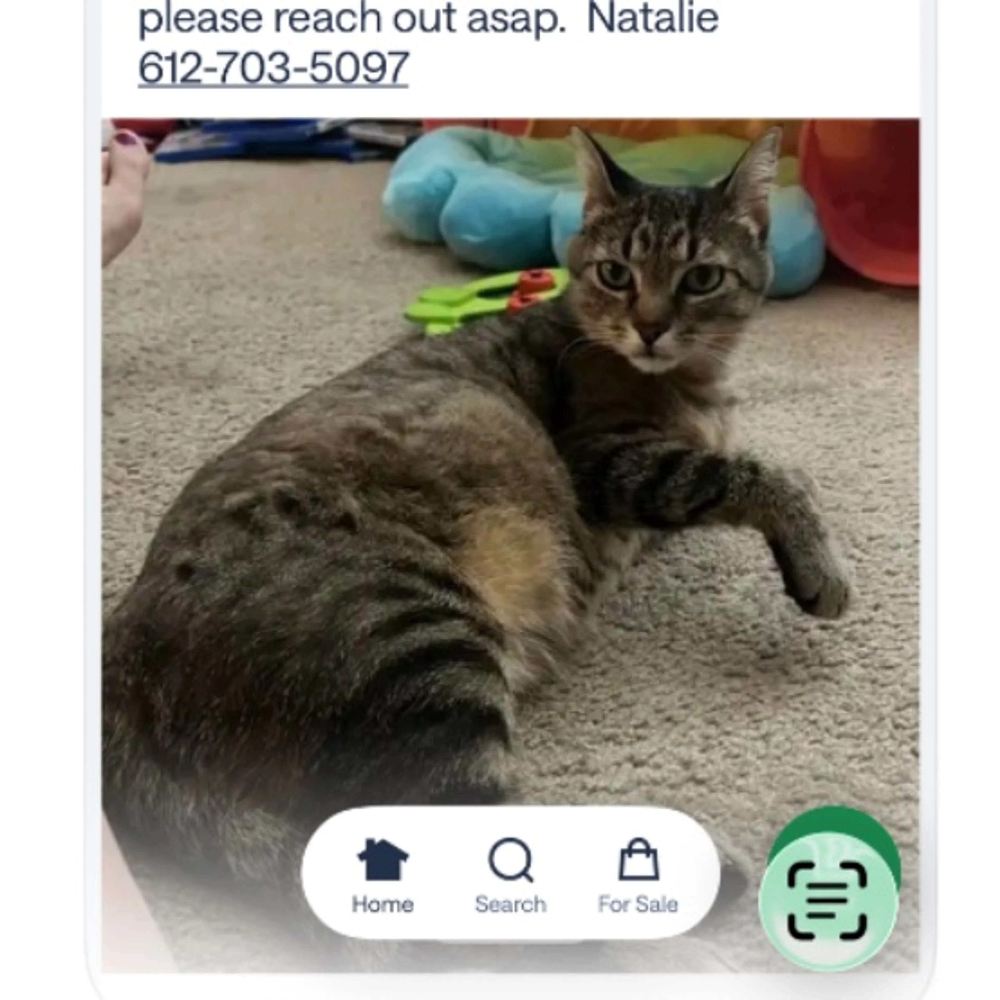 Lost pet-0