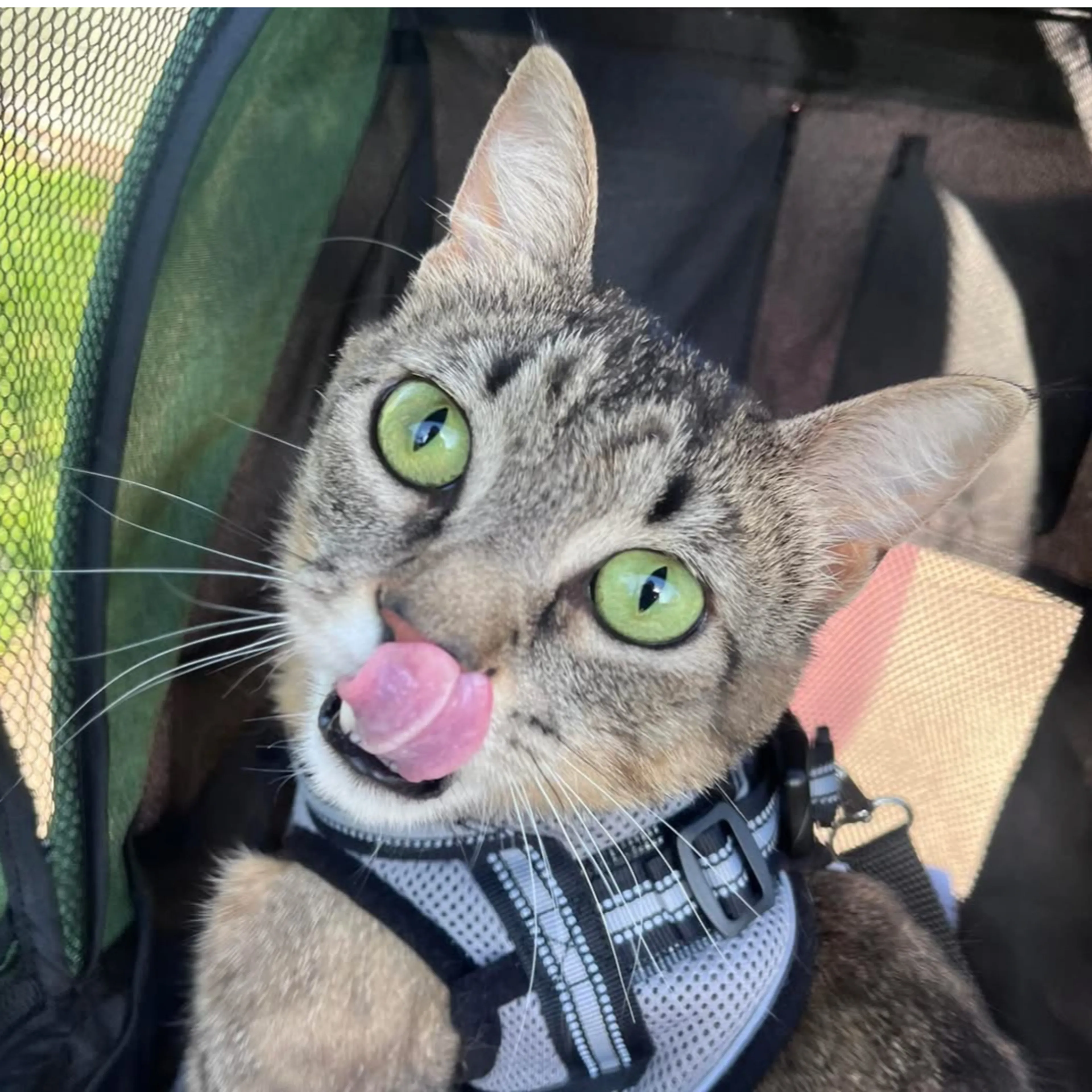 Lost pet-2
