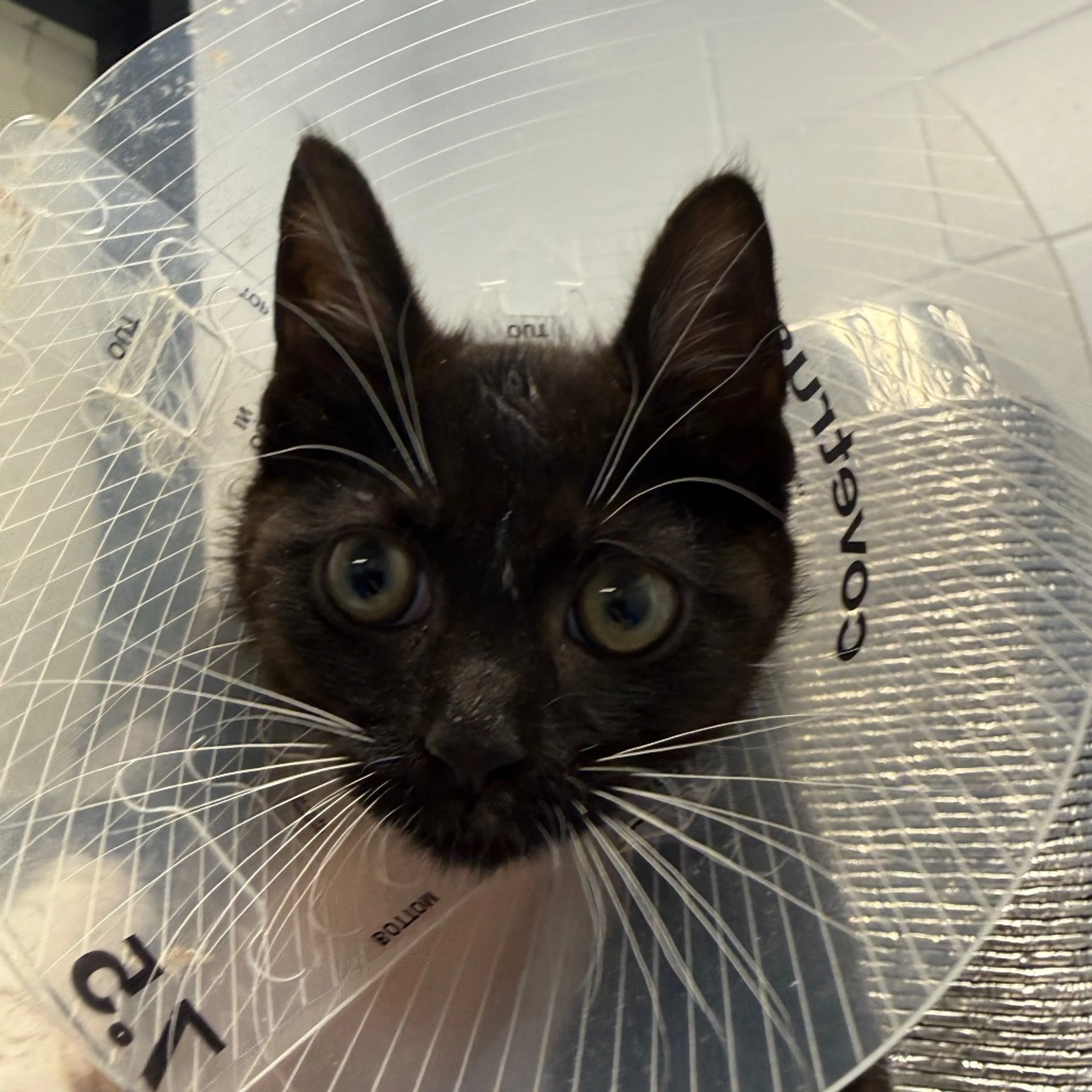 Found pet-1