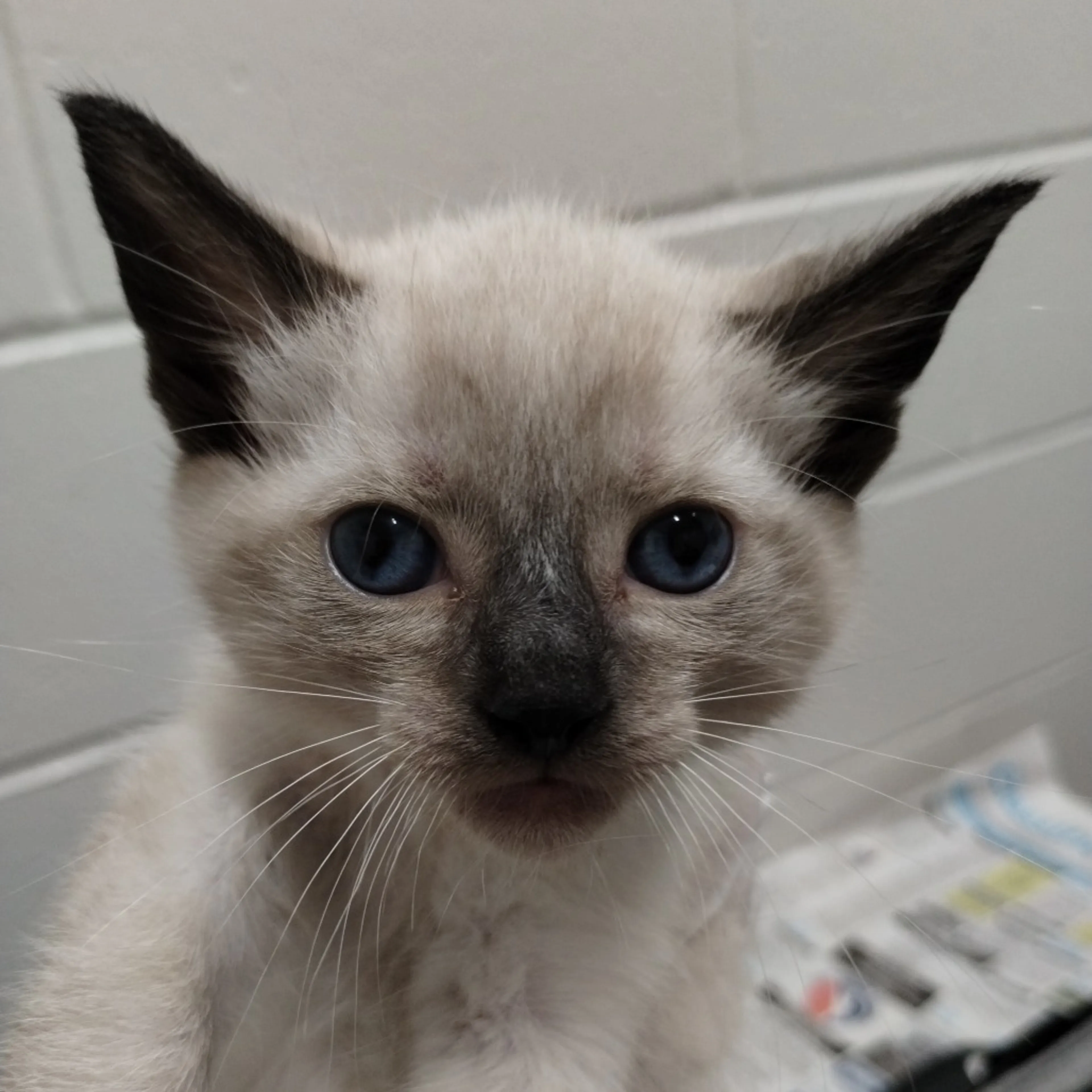 Found pet