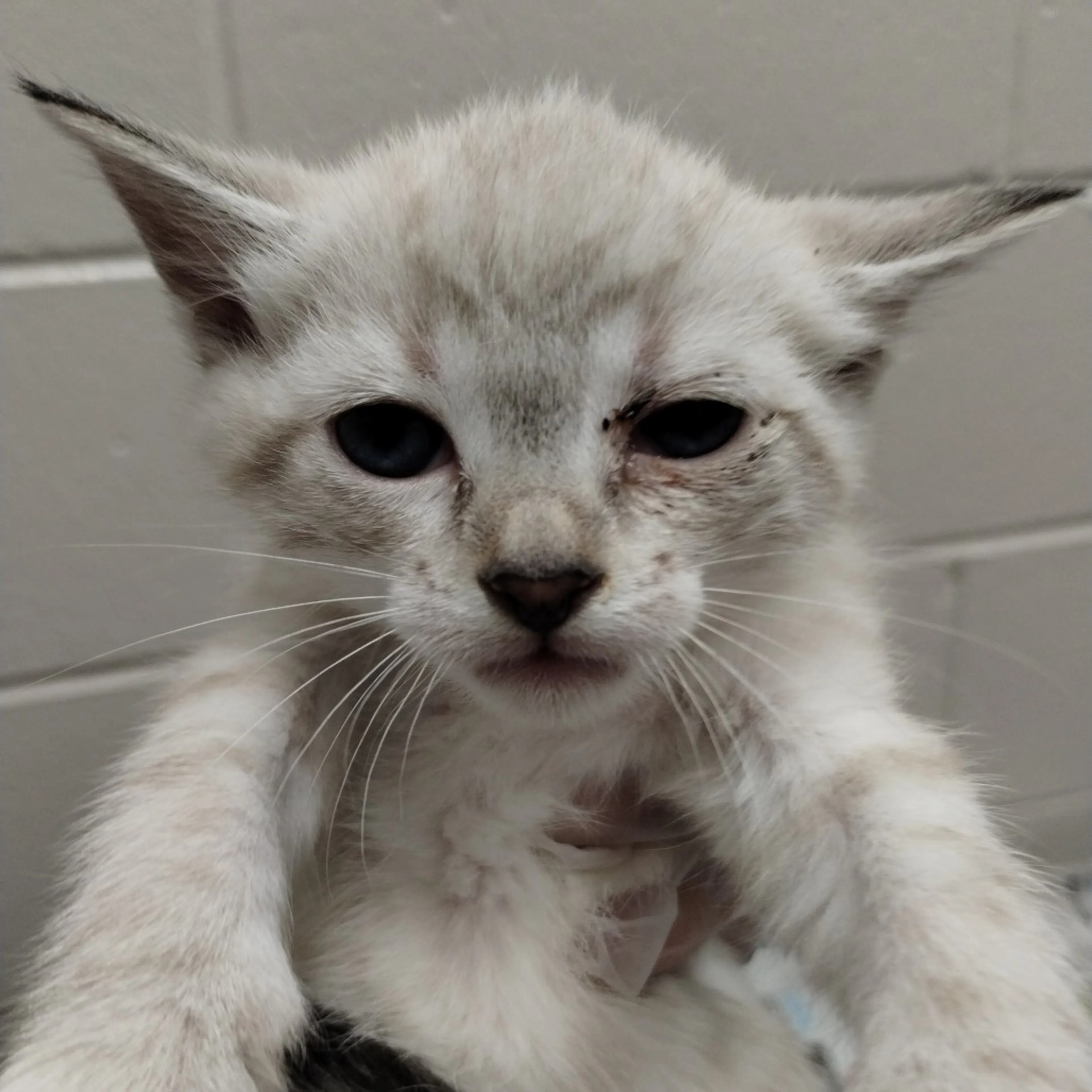 Found pet