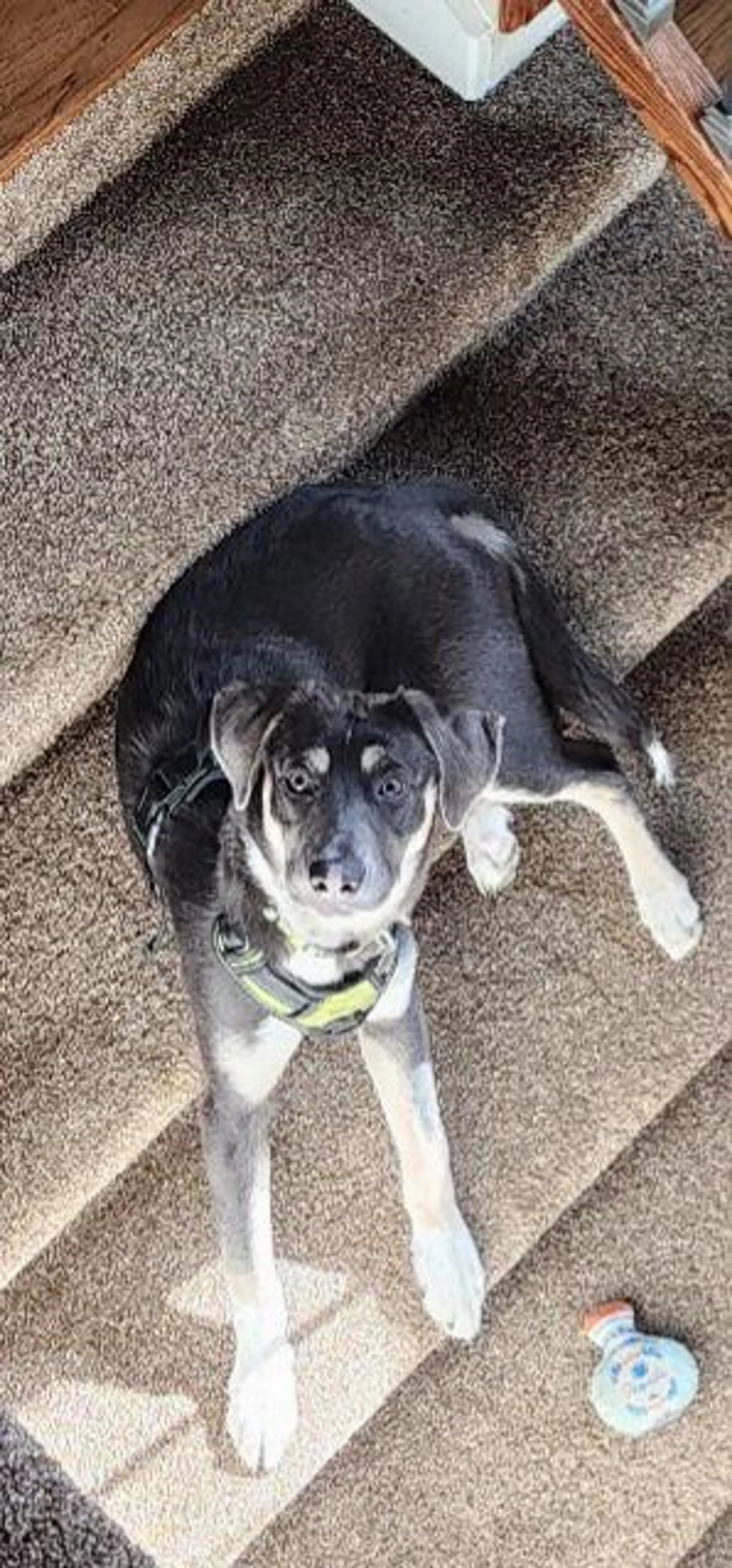 Lost pet