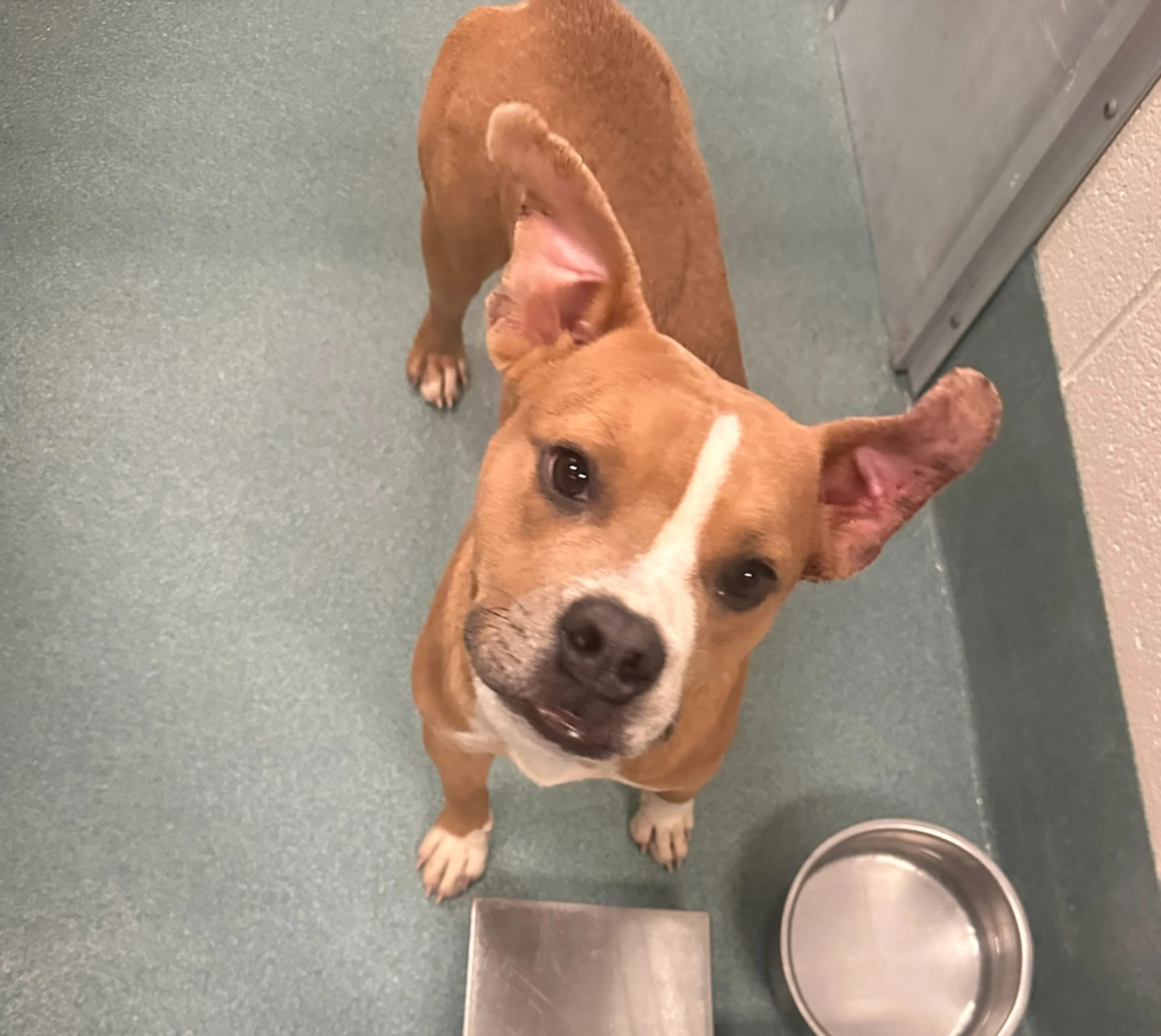 Found pet