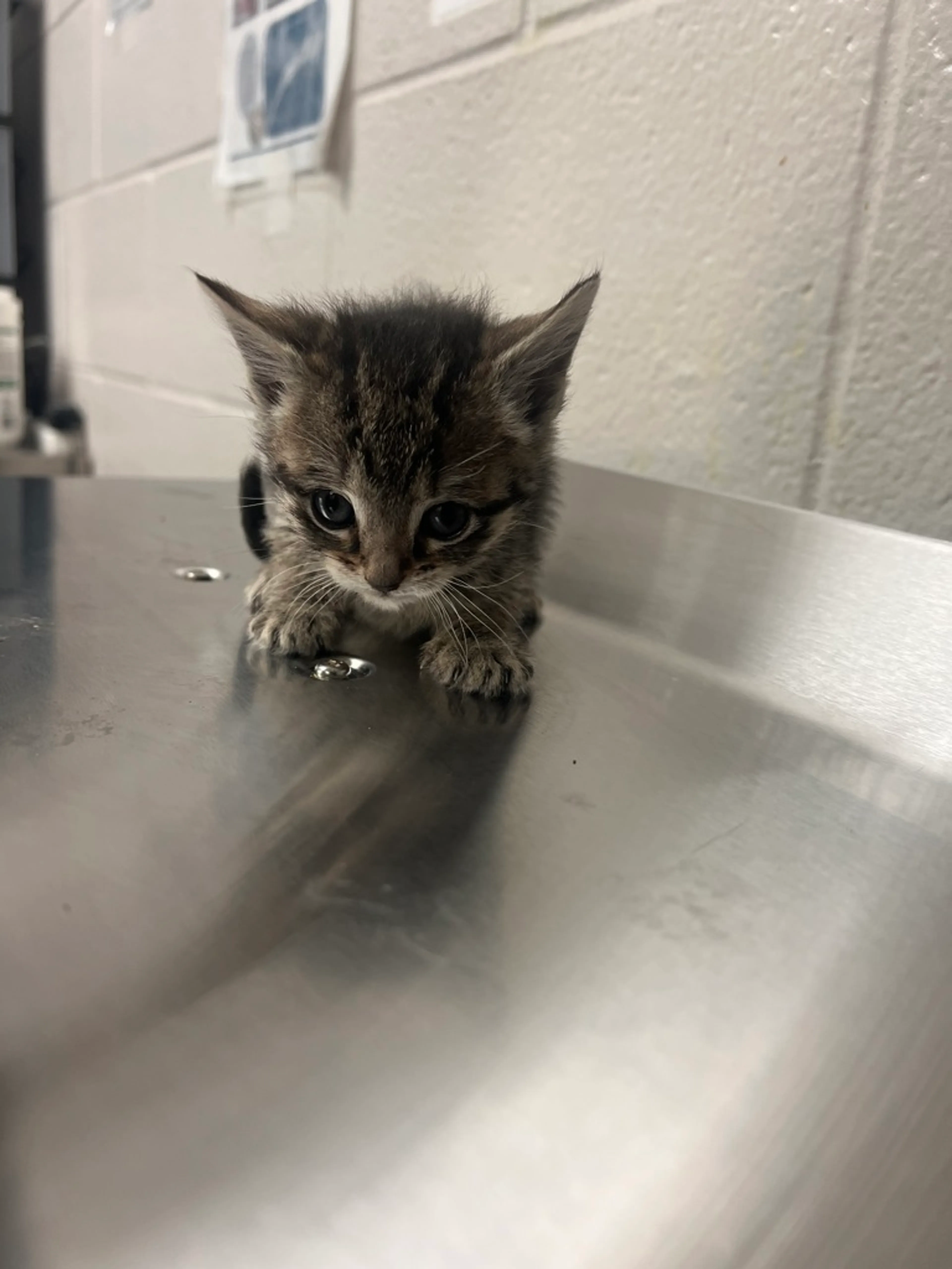 Found pet