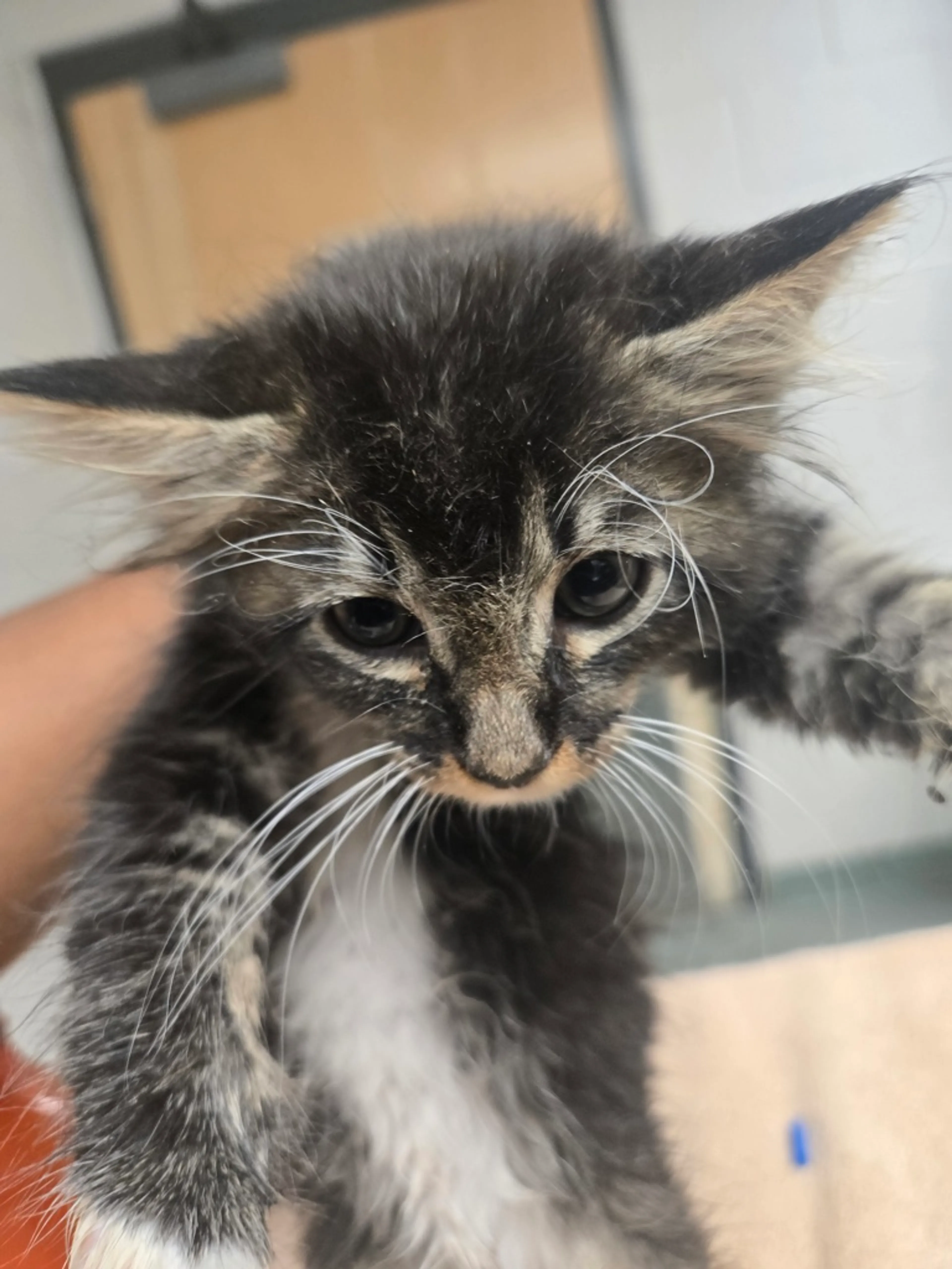 Found pet