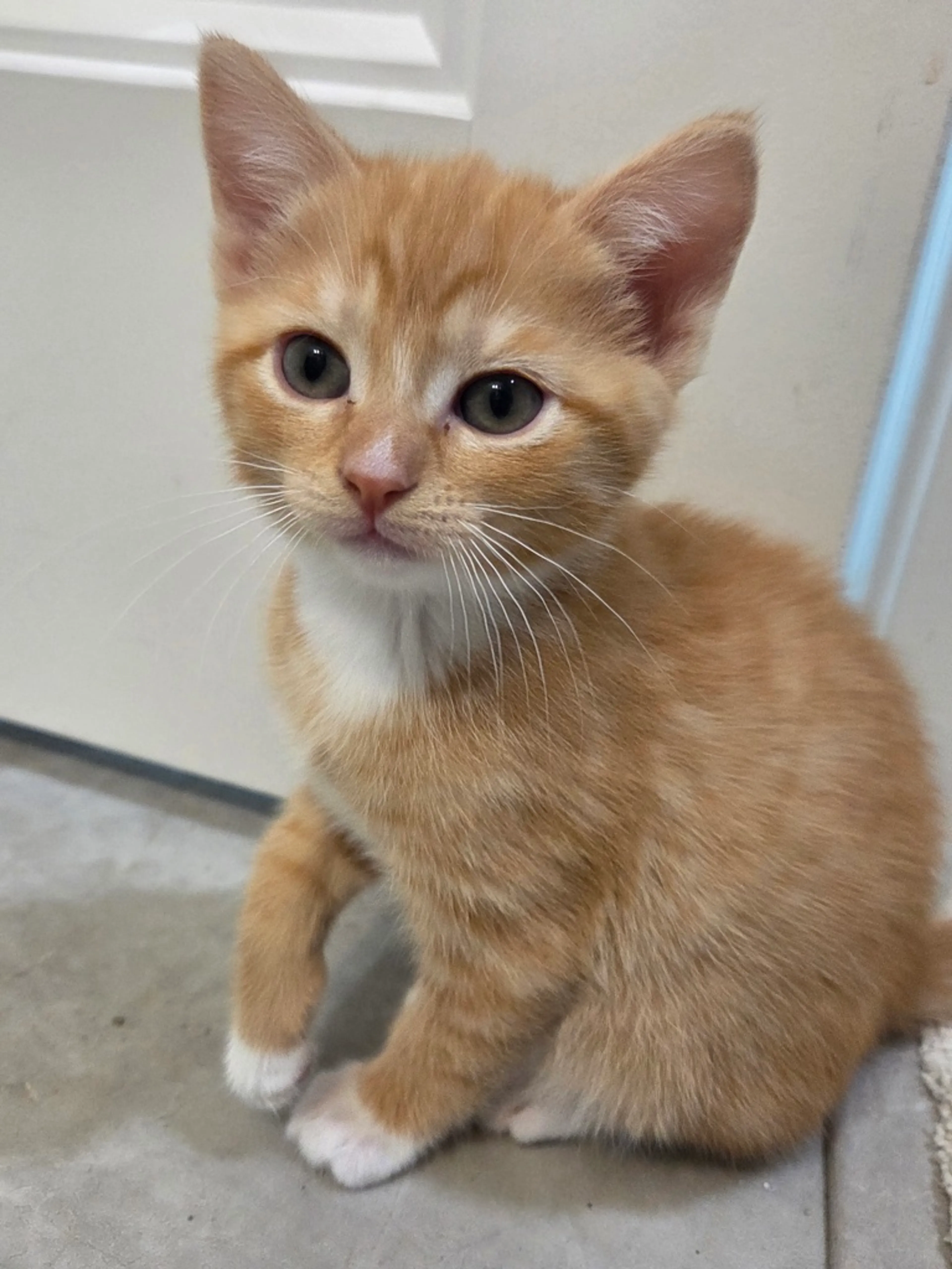 Found pet