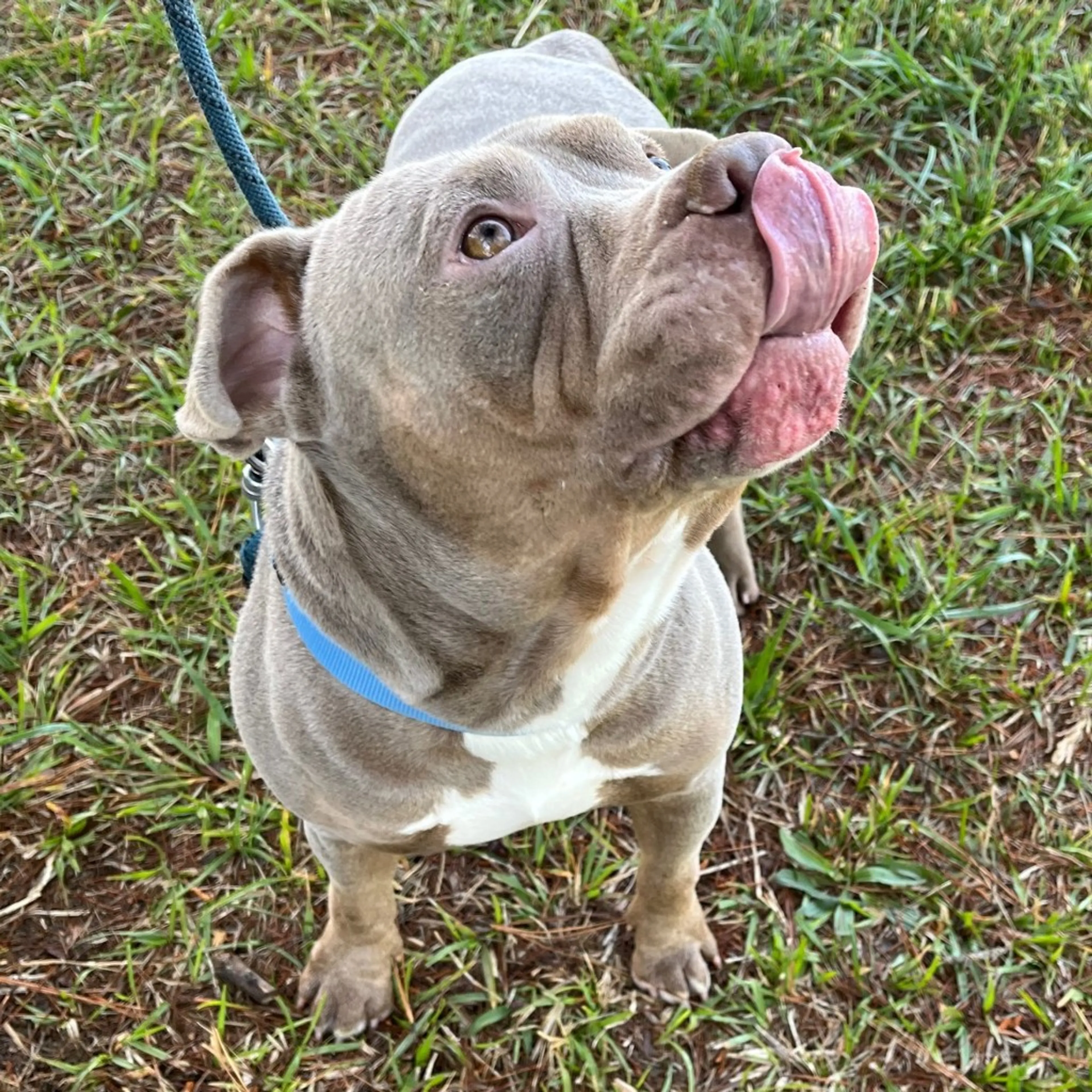Found pet-1