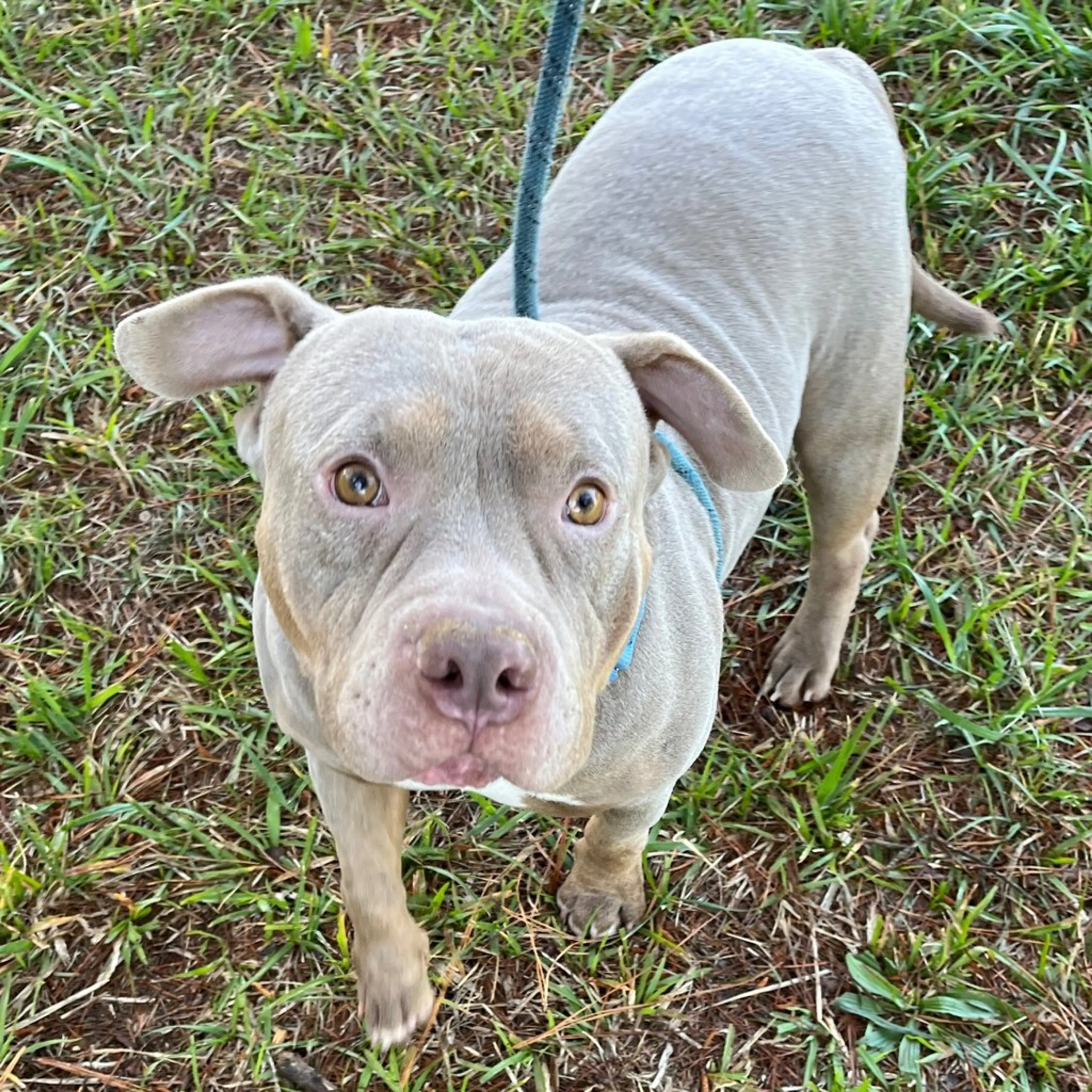 Found pet-3