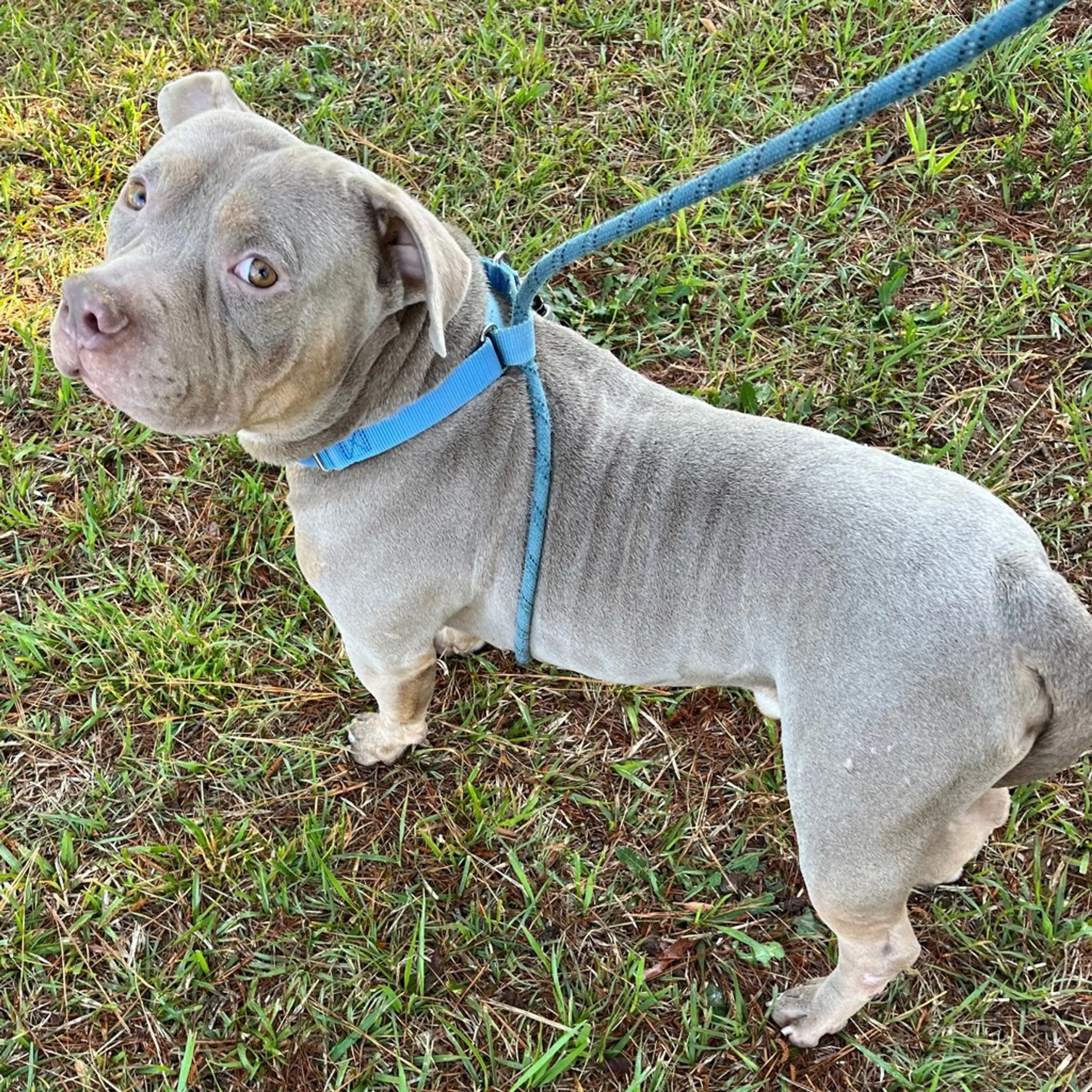 Found pet-2