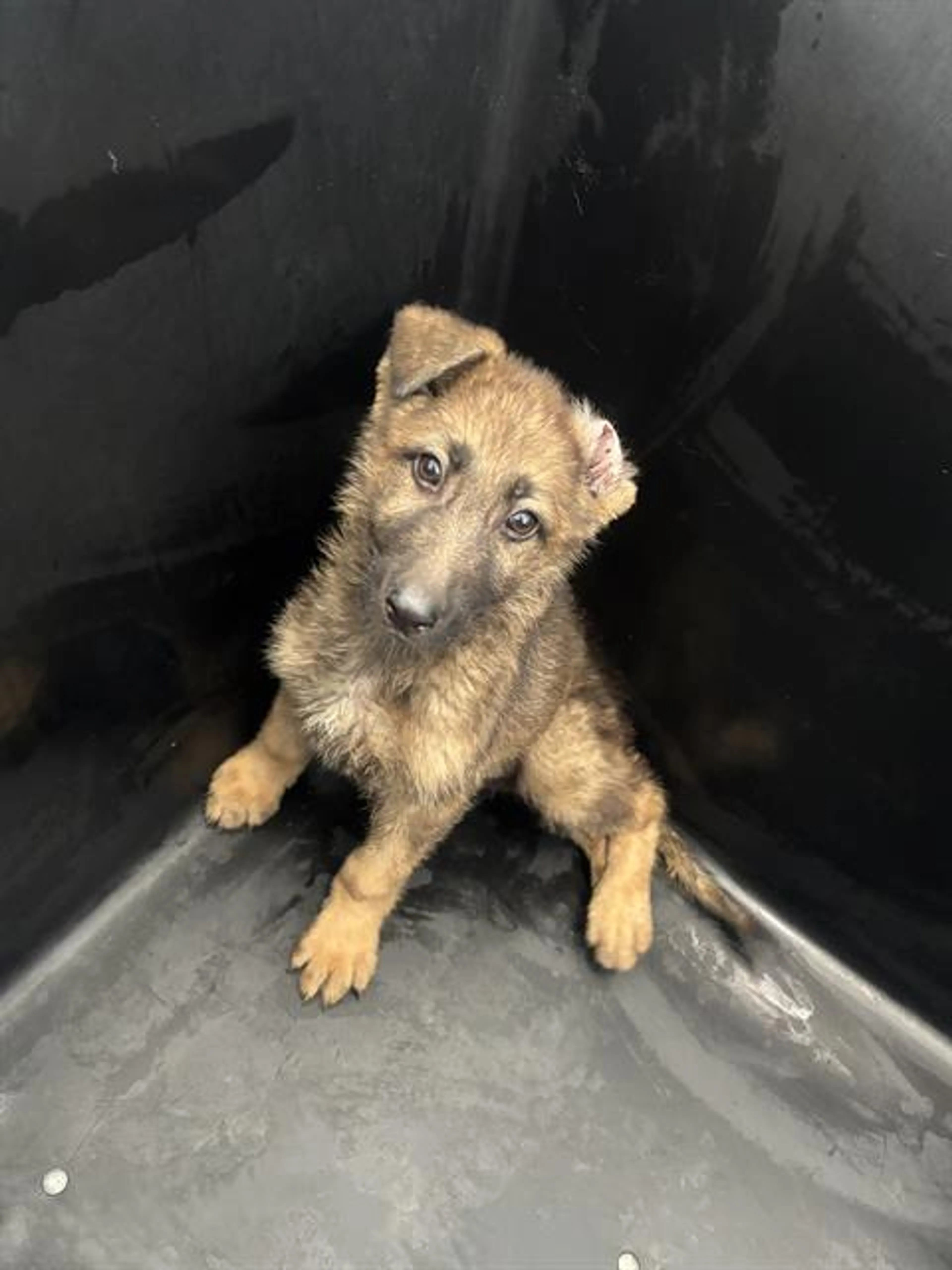 Found pet