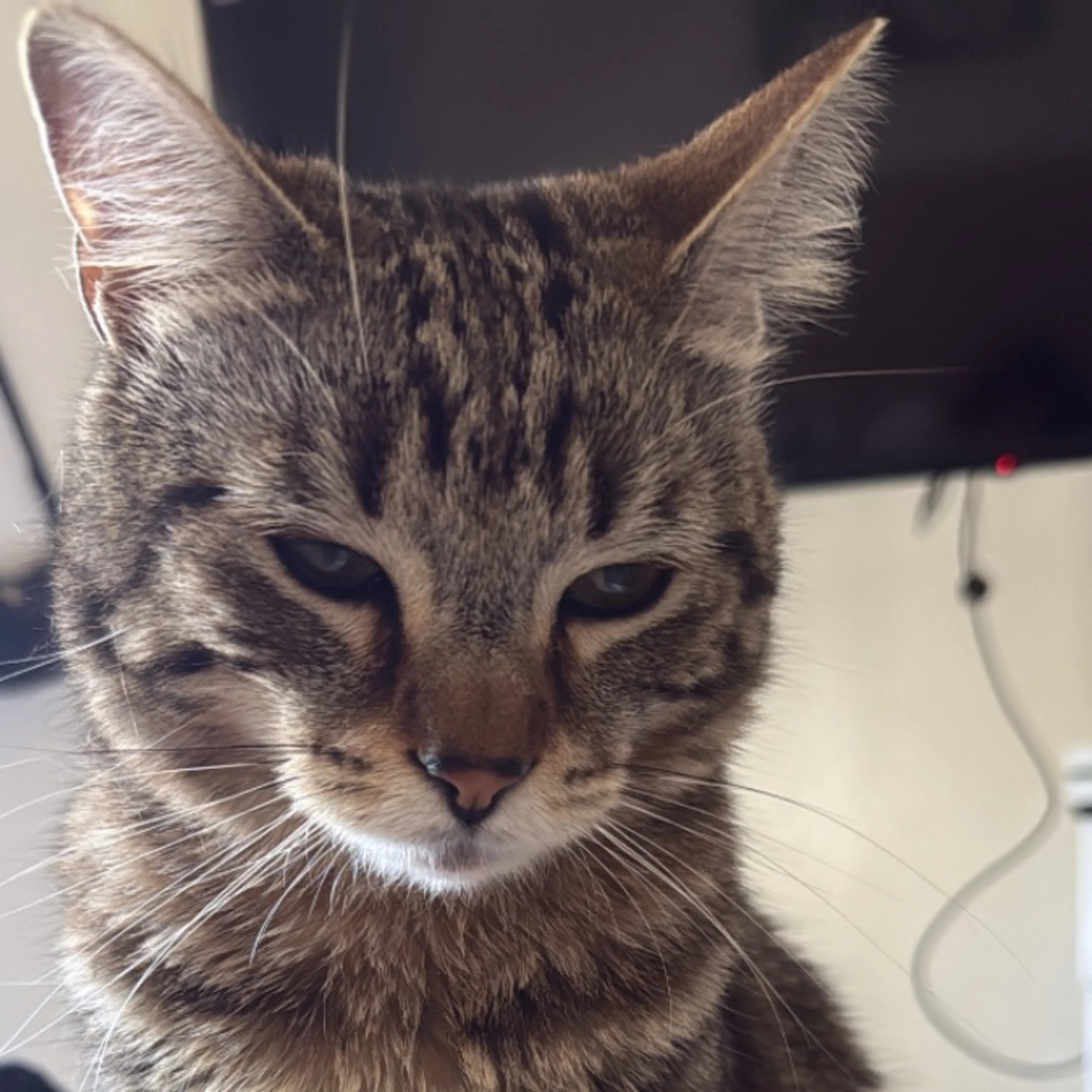 Lost pet