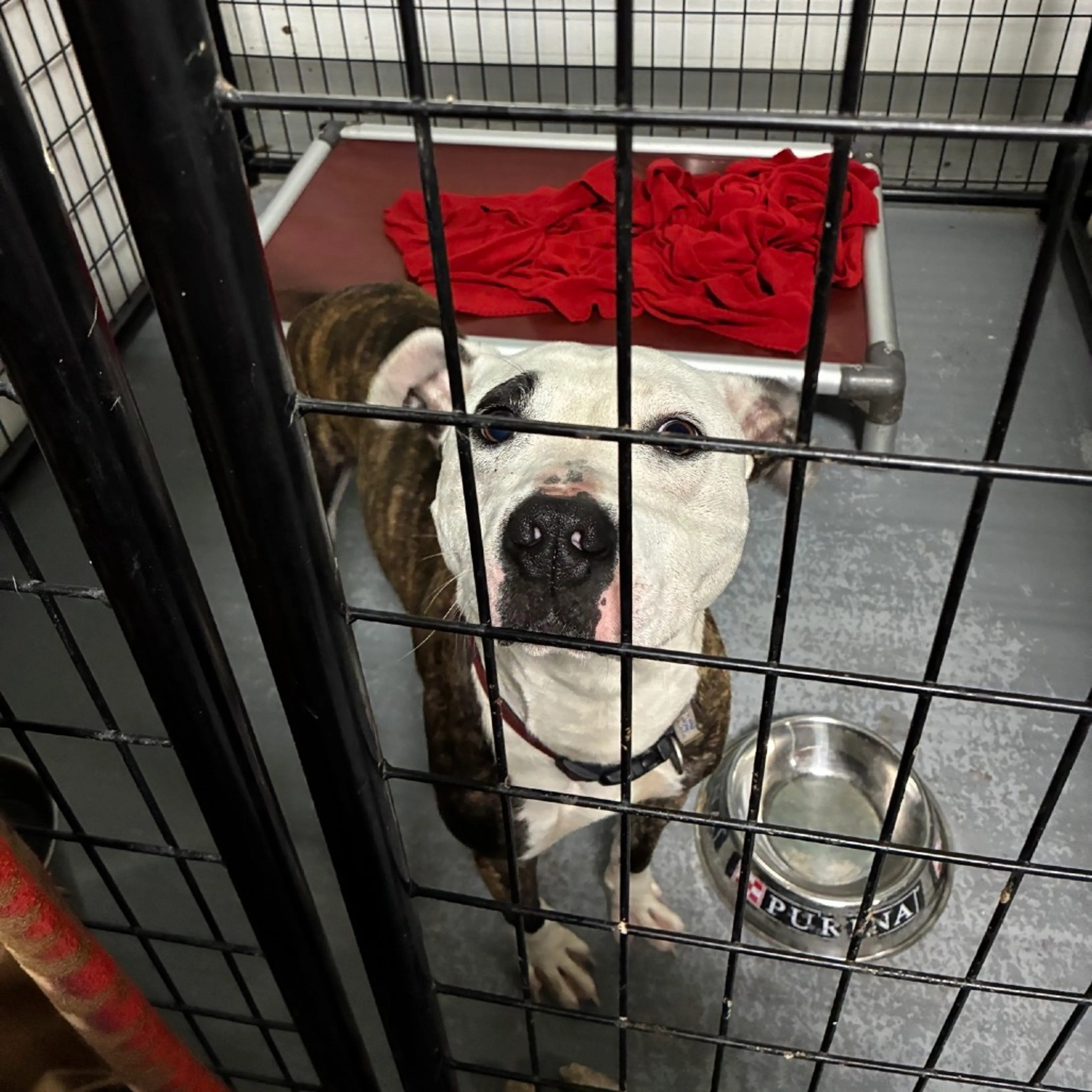 Found pet-1