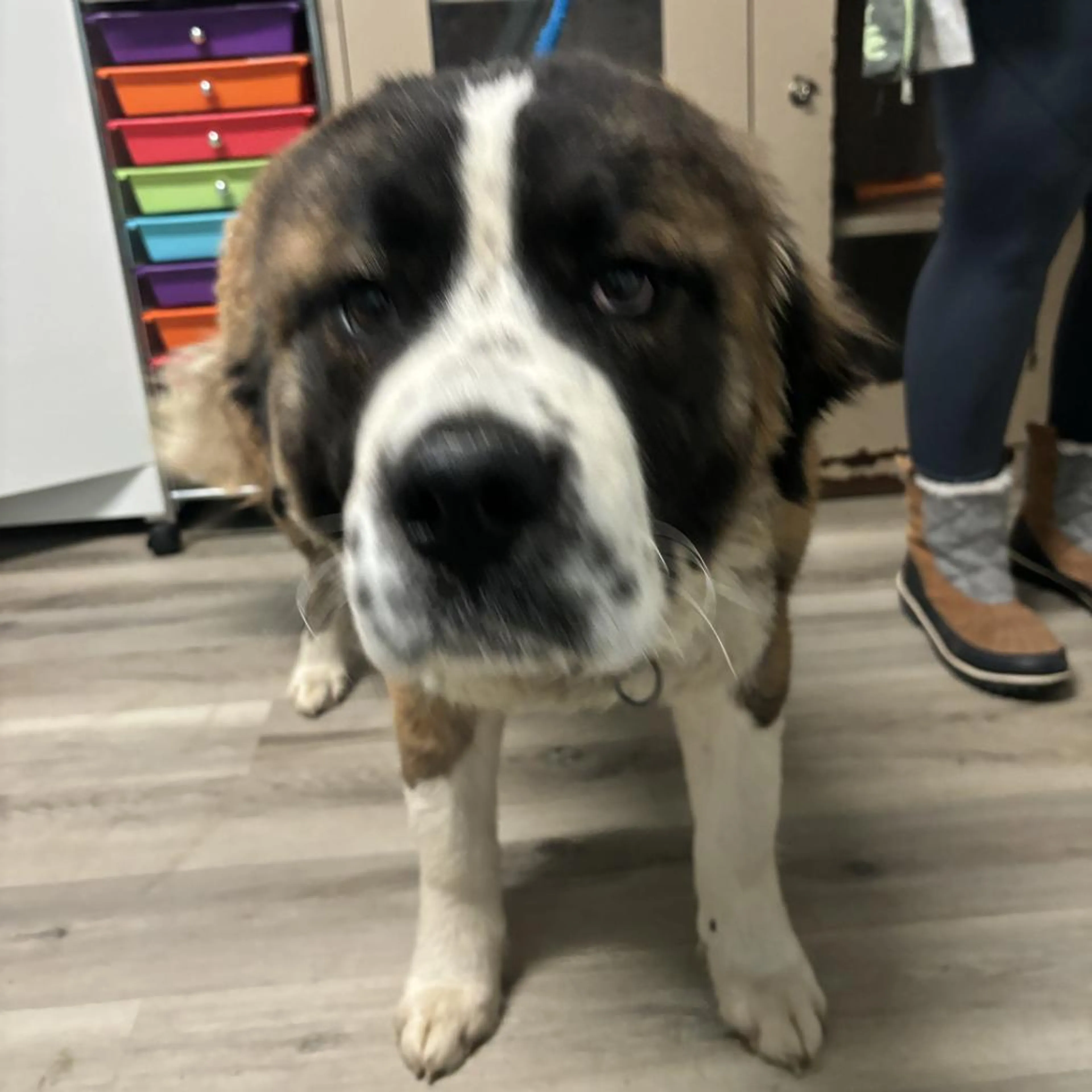 Found pet-6