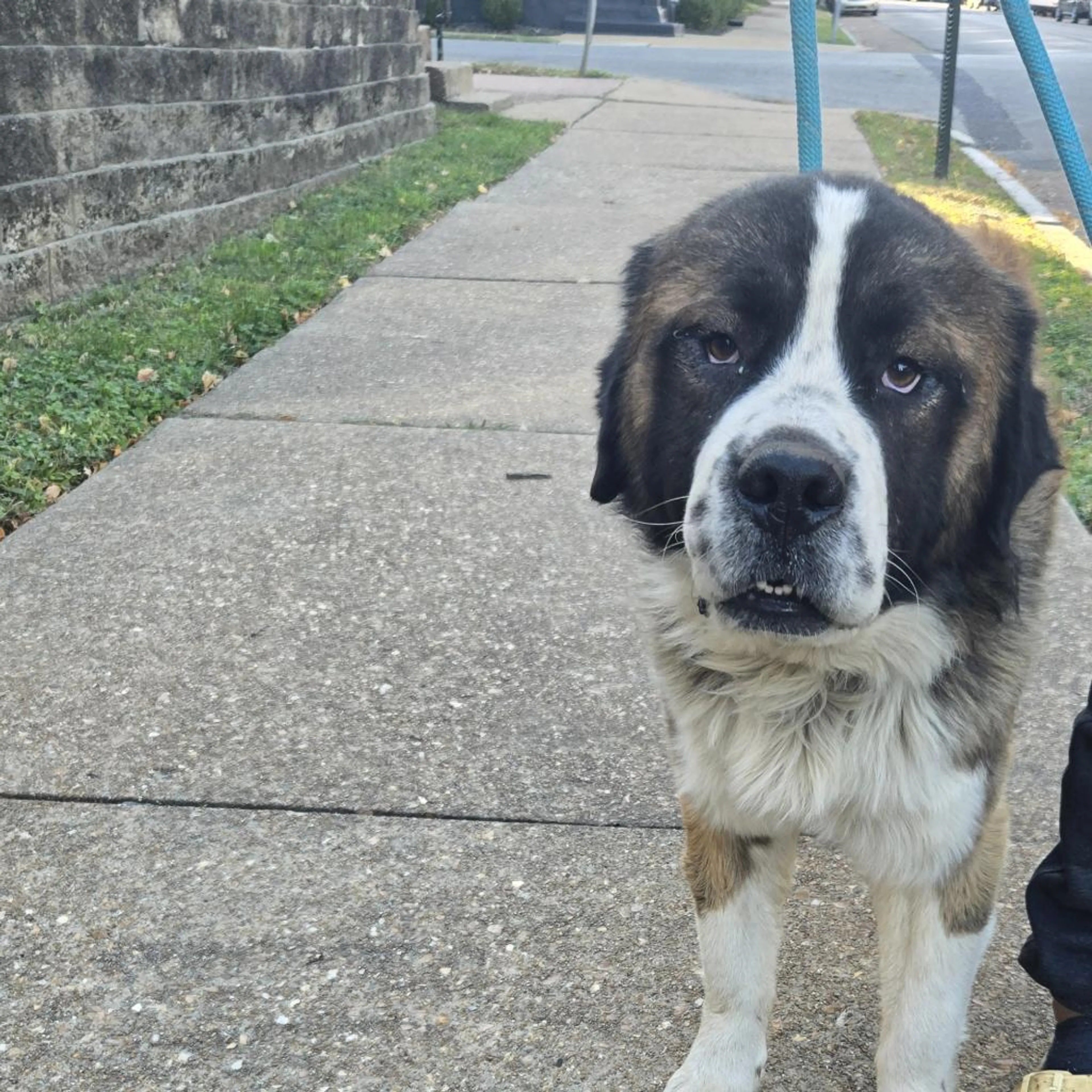 Found pet-5