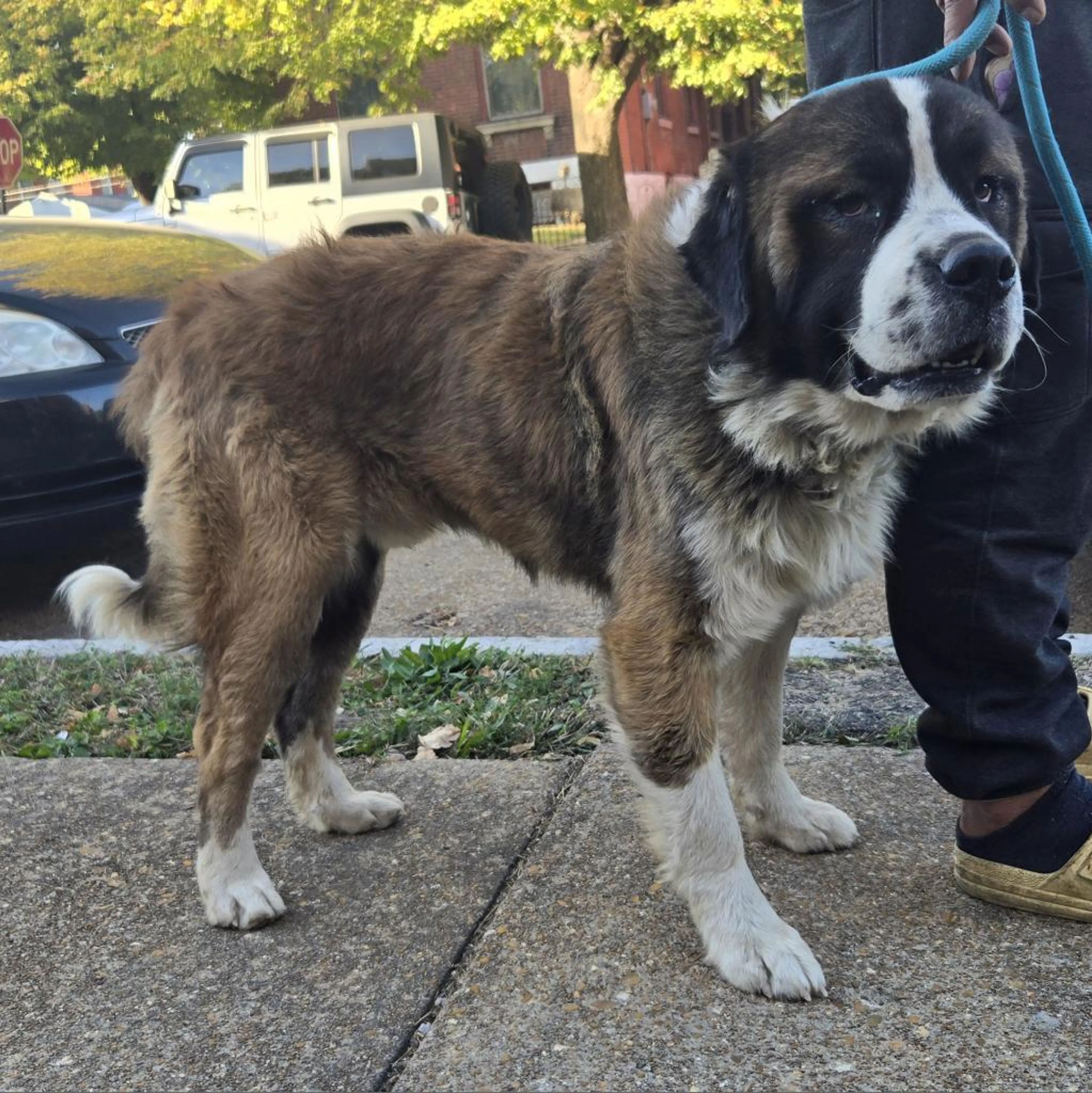 Found pet-4