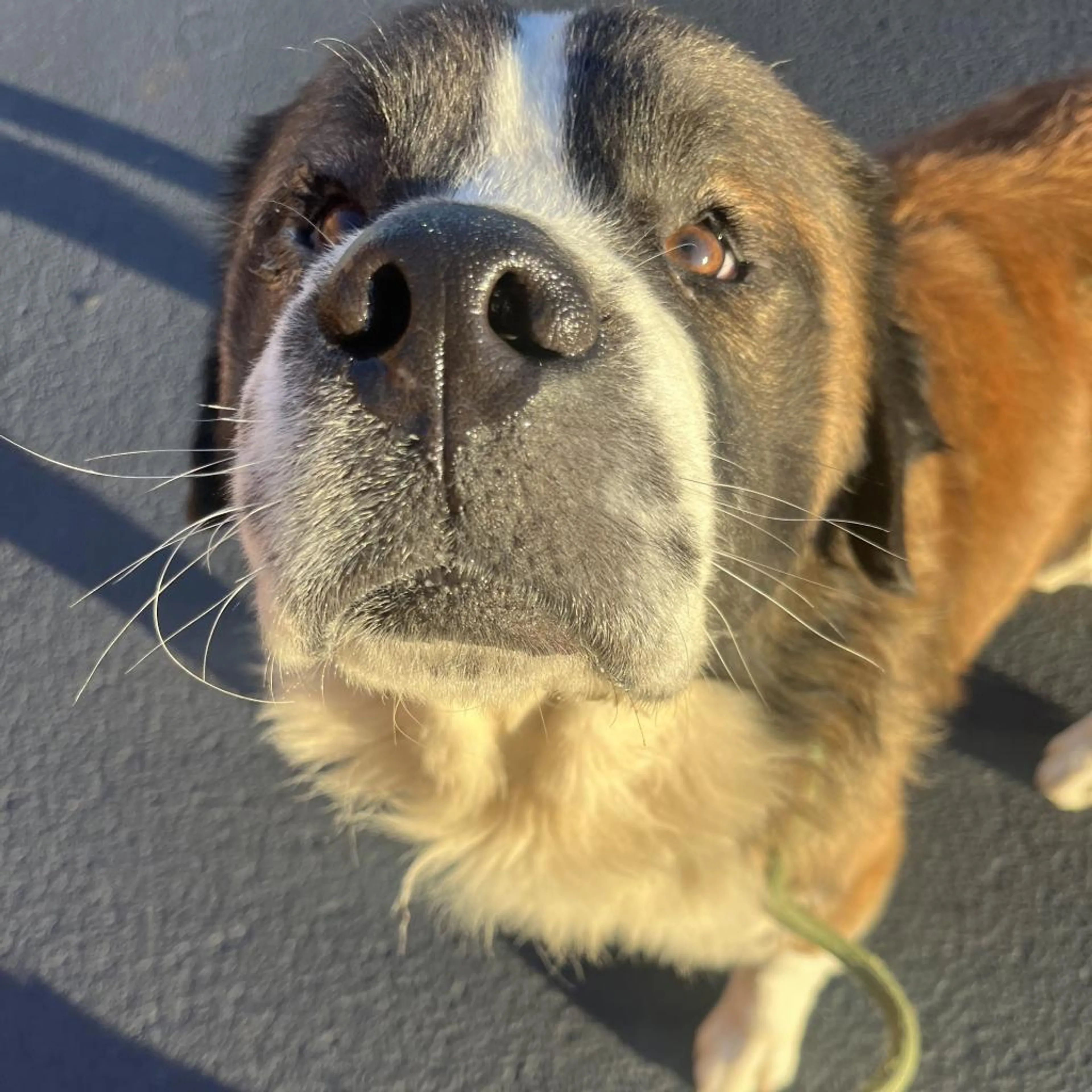 Found pet-1