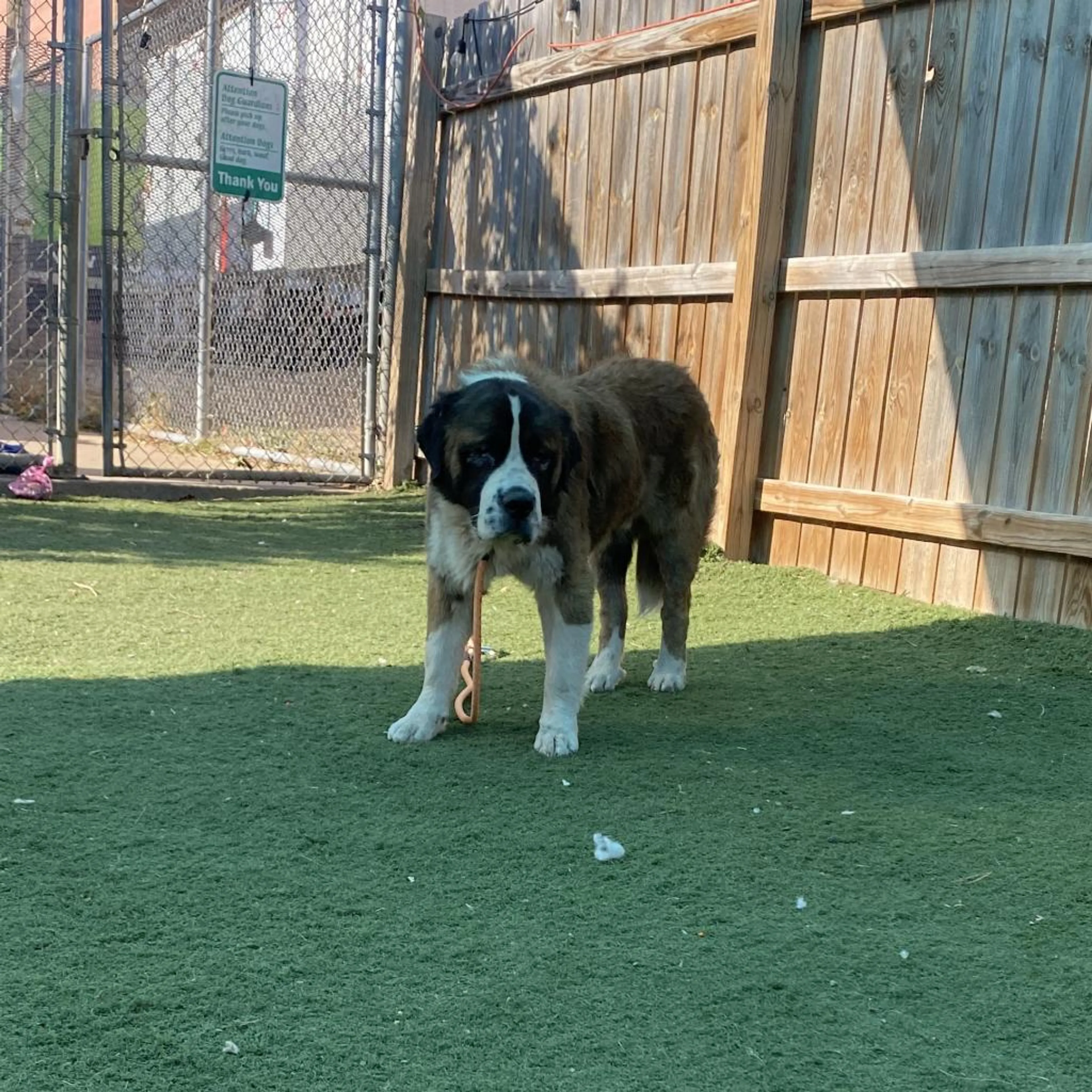 Found pet-2