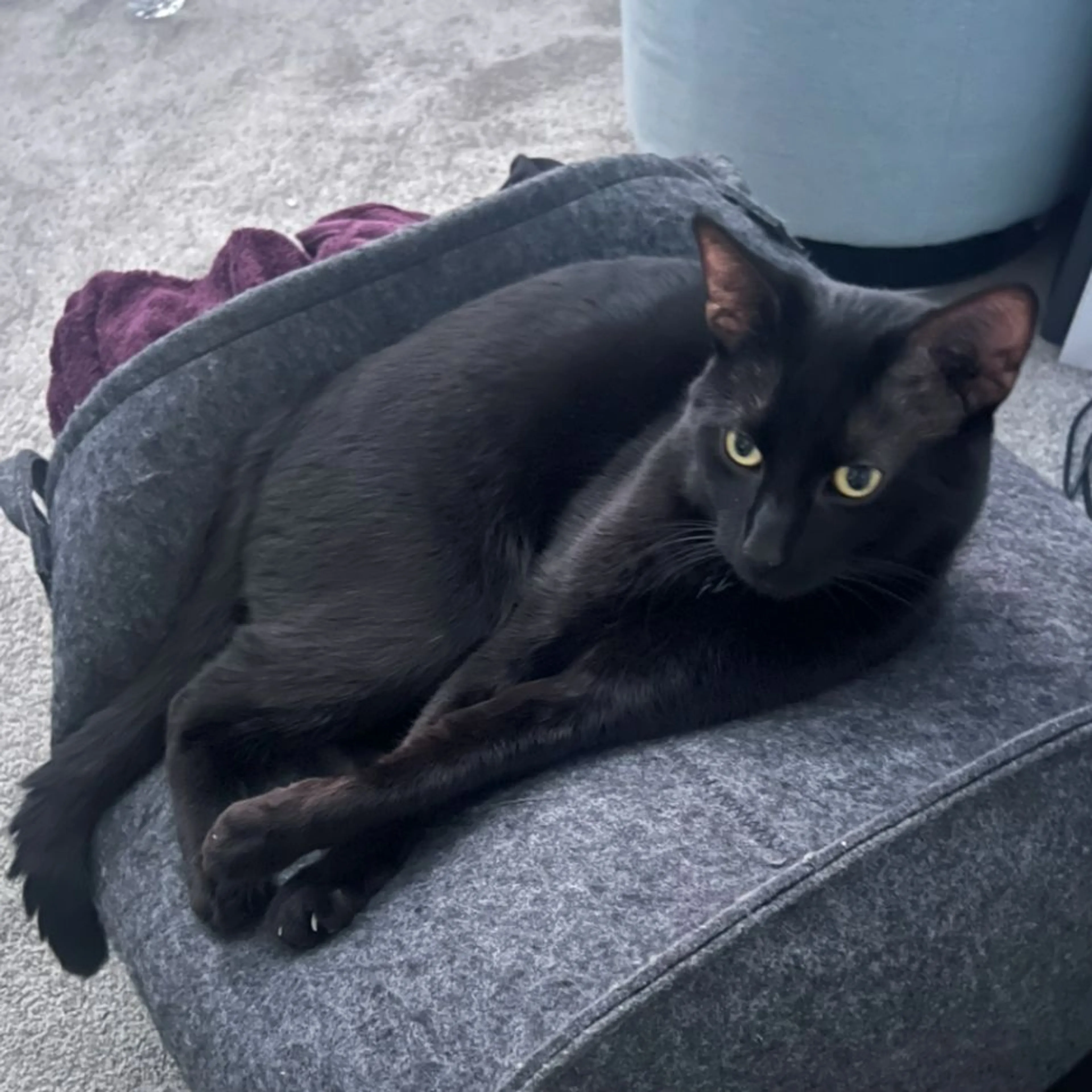 Lost pet