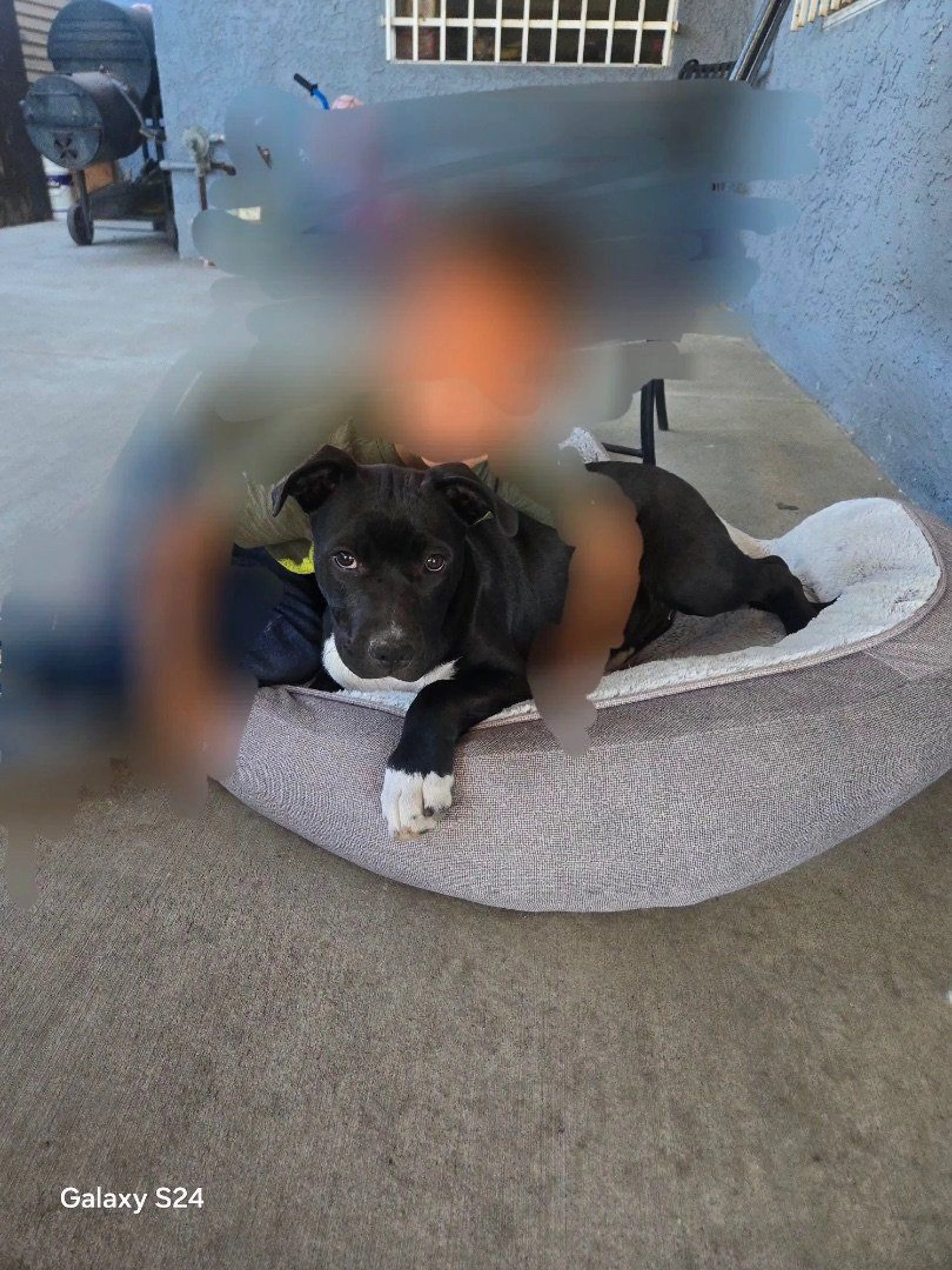 Lost pet