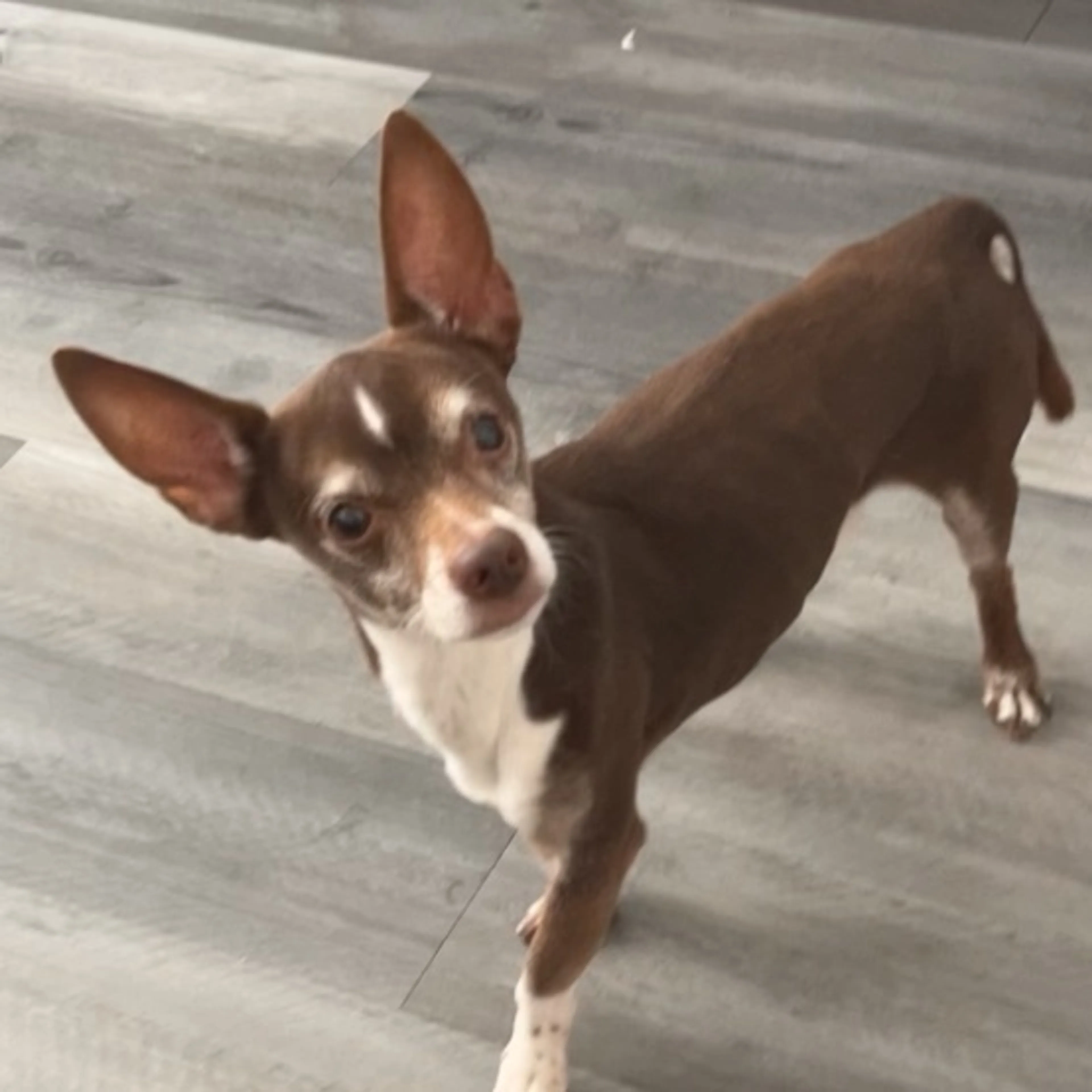 Lost pet