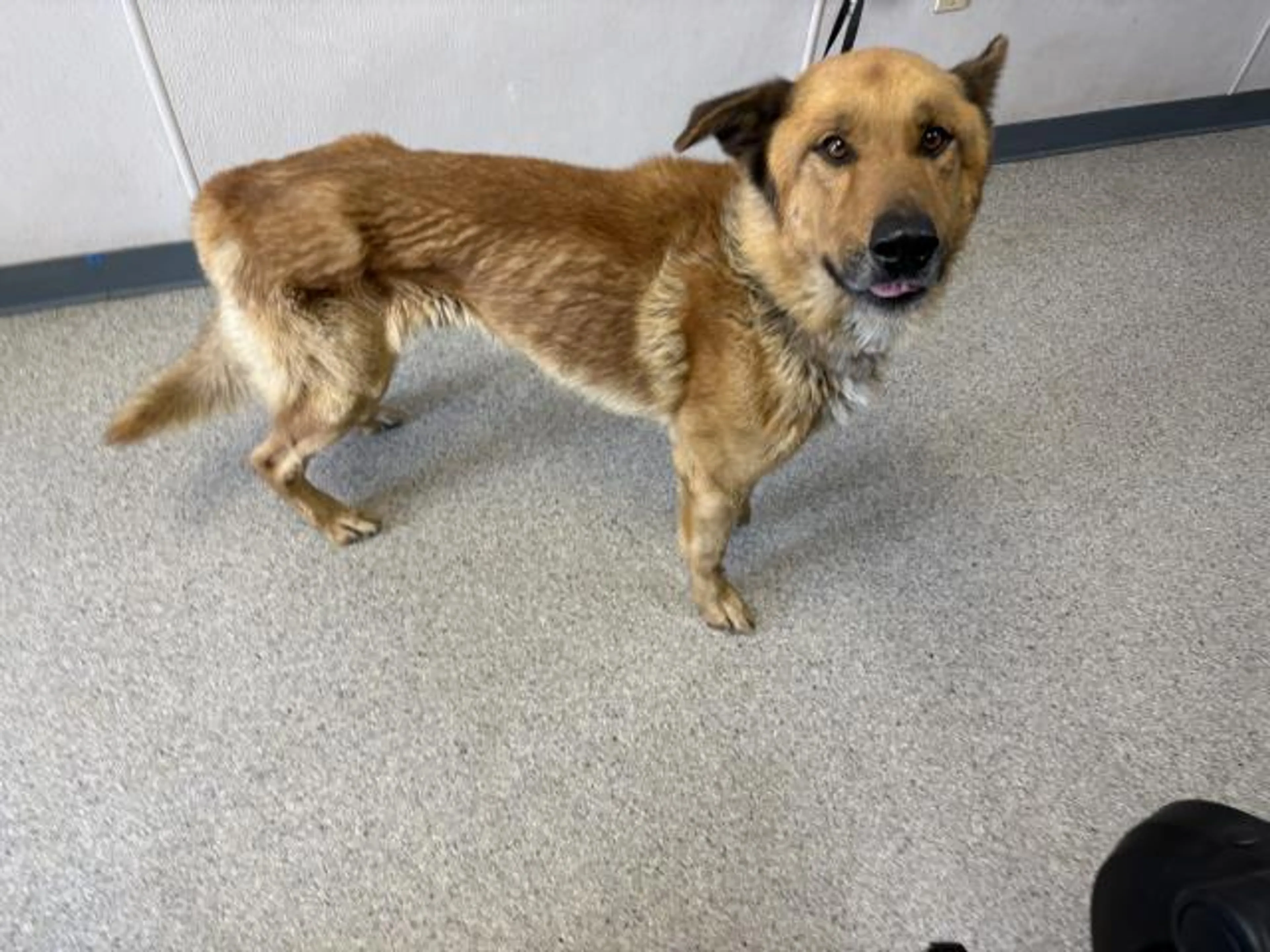 Found pet