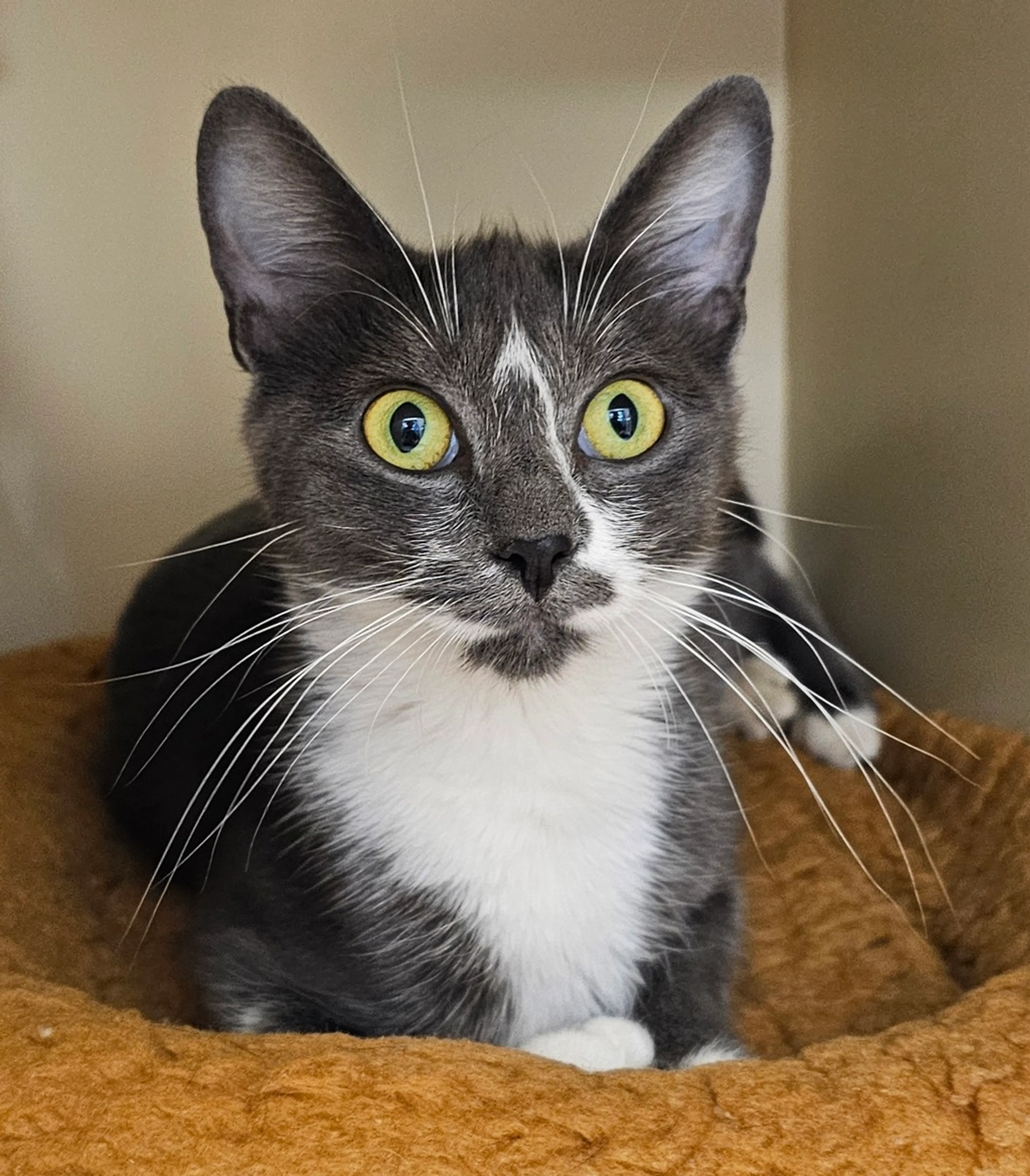 Found pet-1