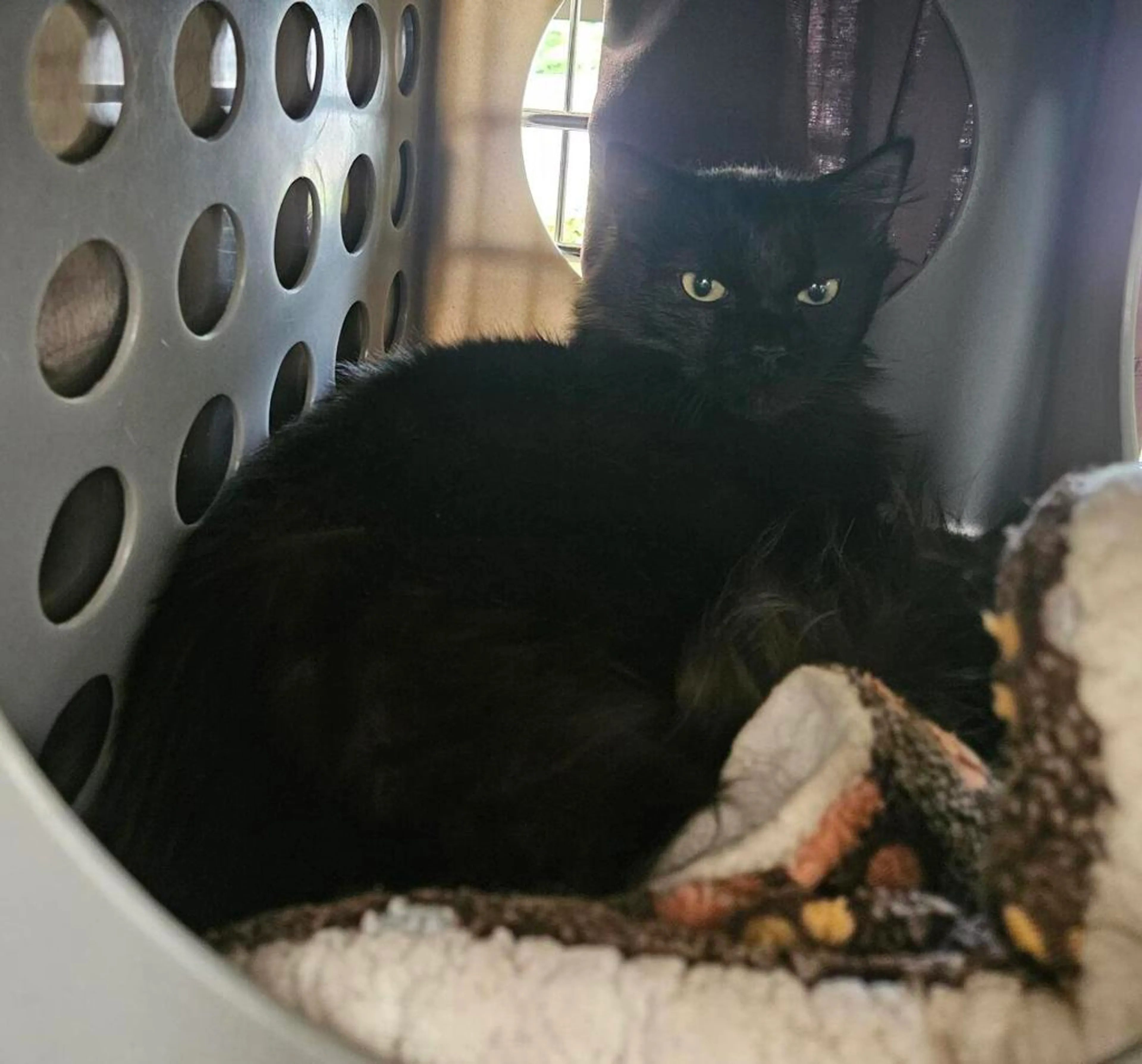 Found pet-1