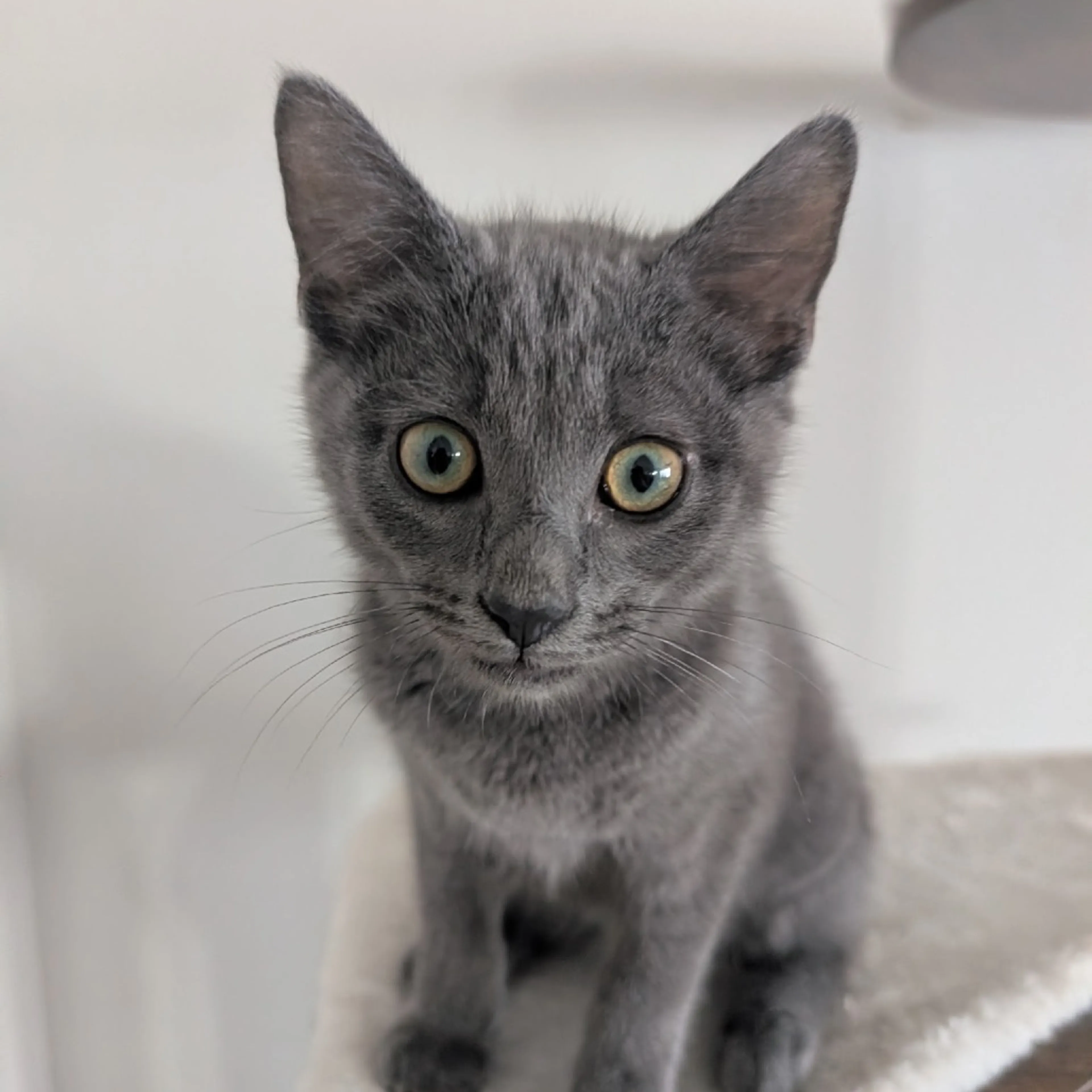 cdn image