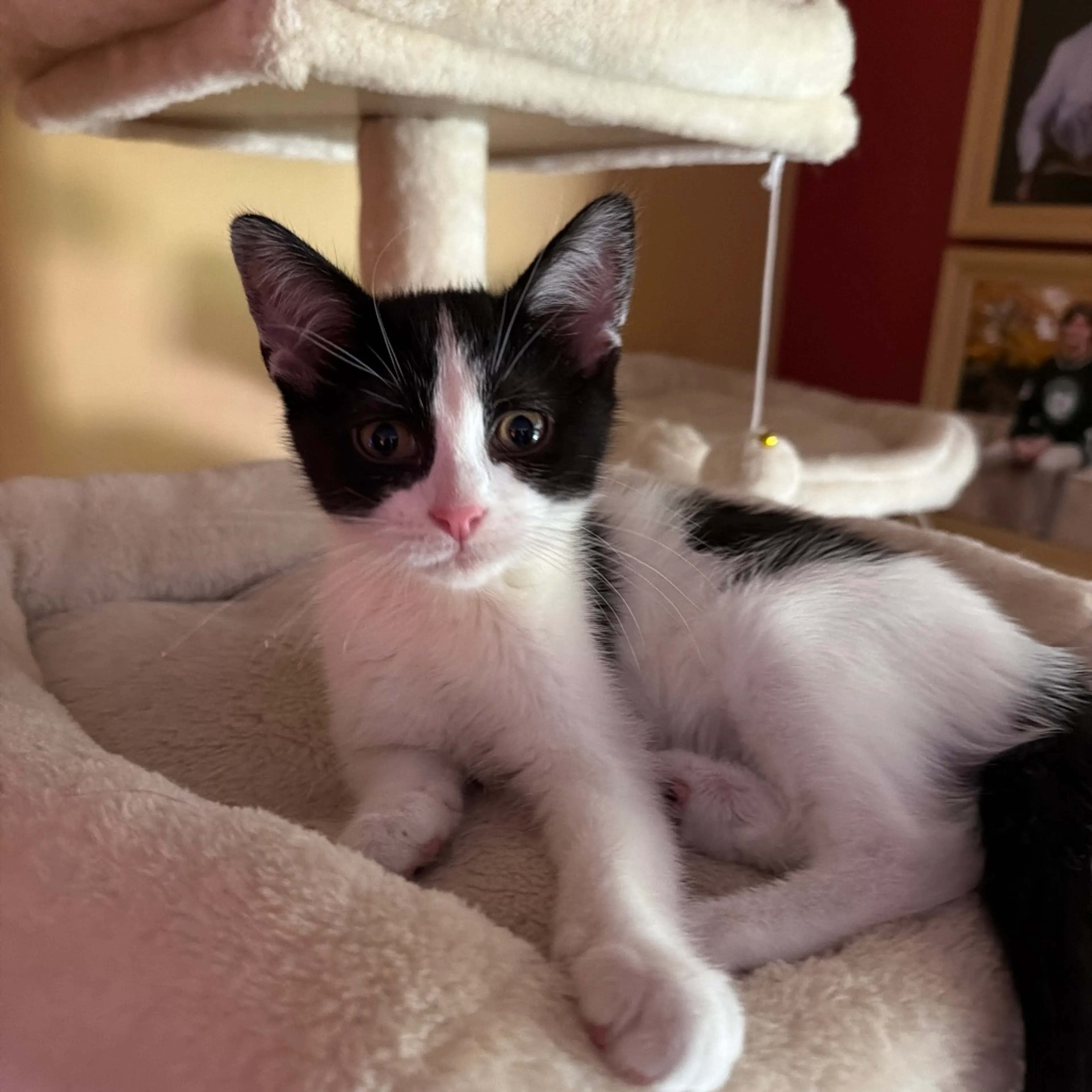 Found pet