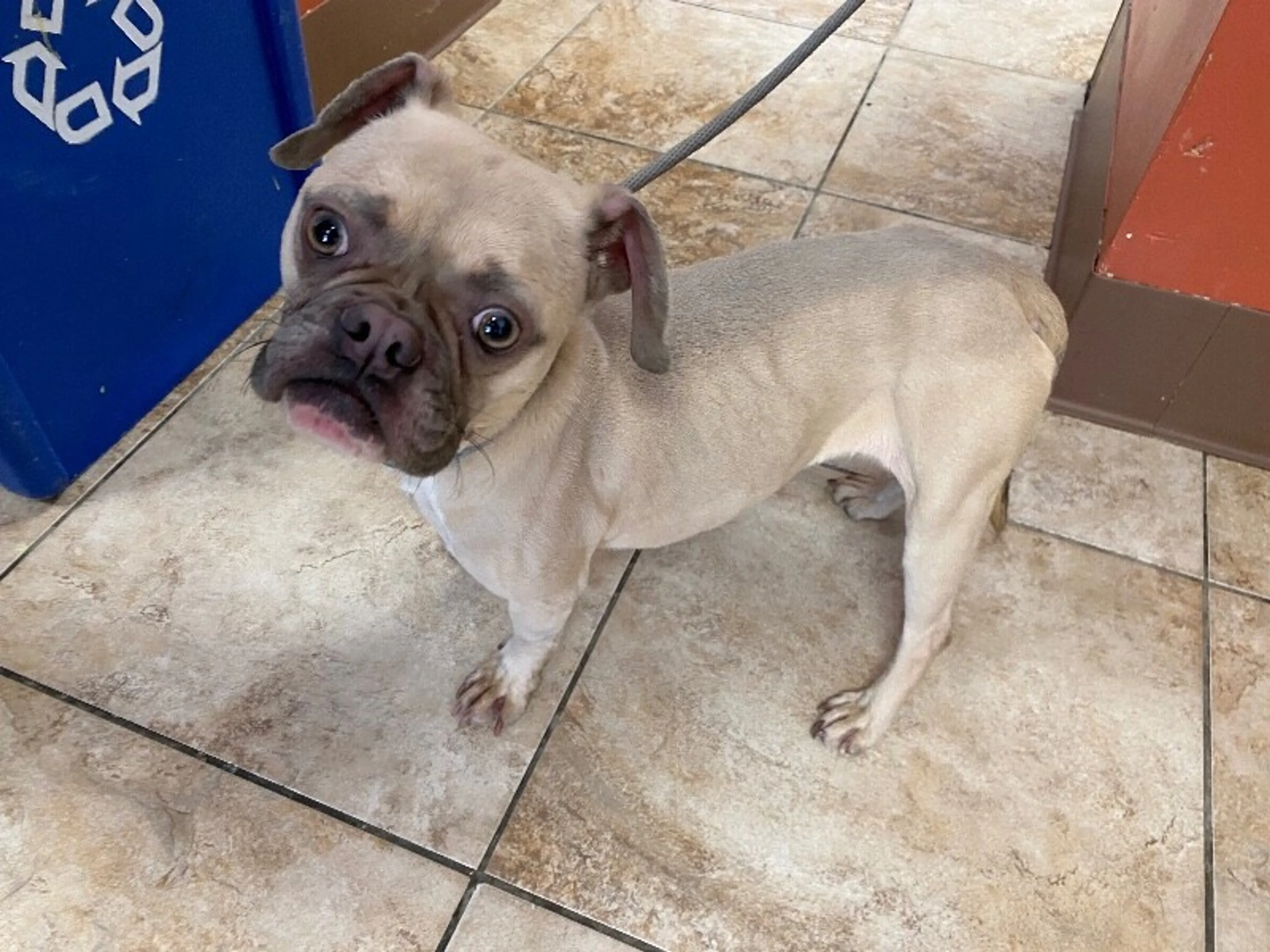 Found pet-1