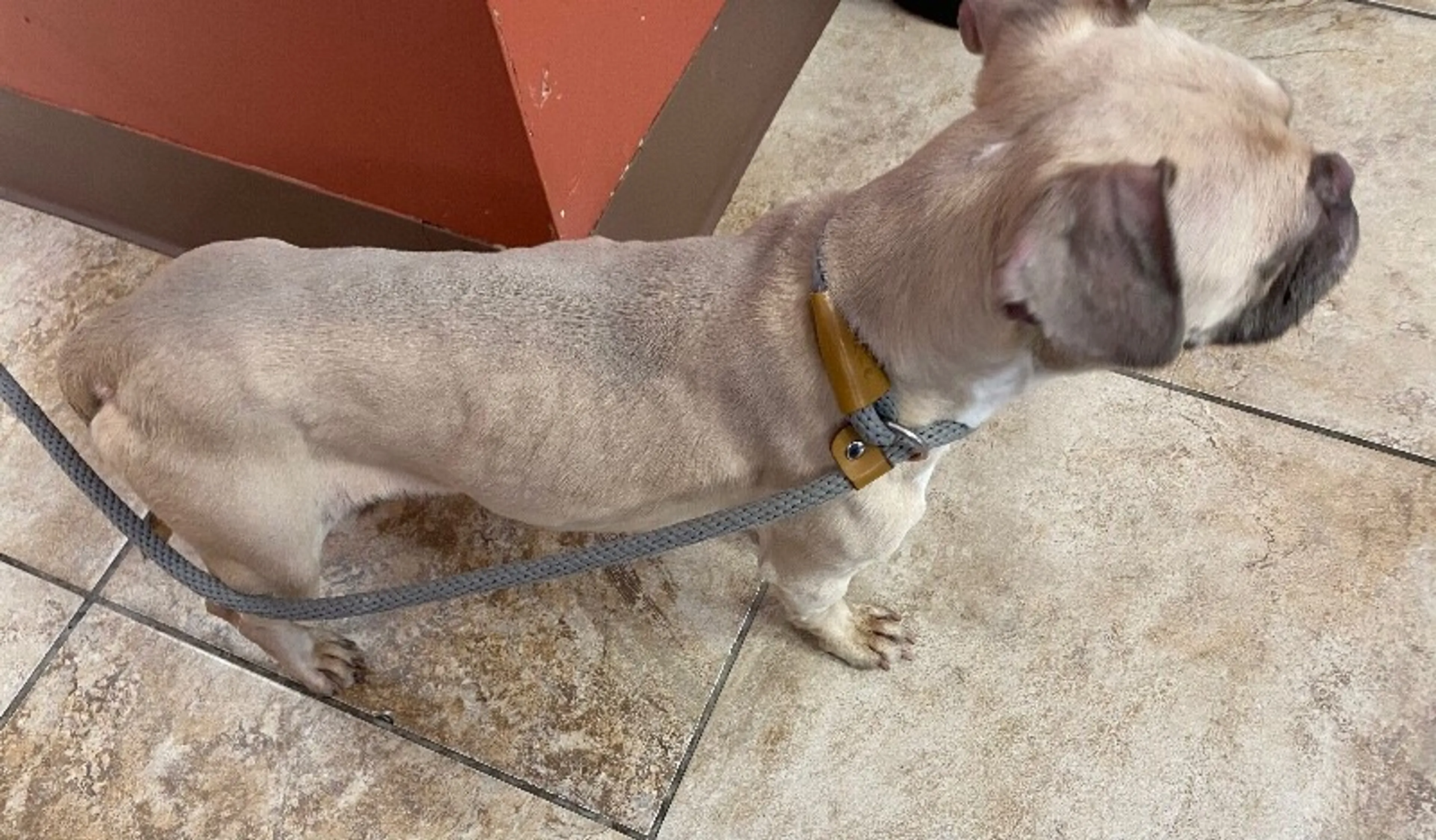 Found pet-2