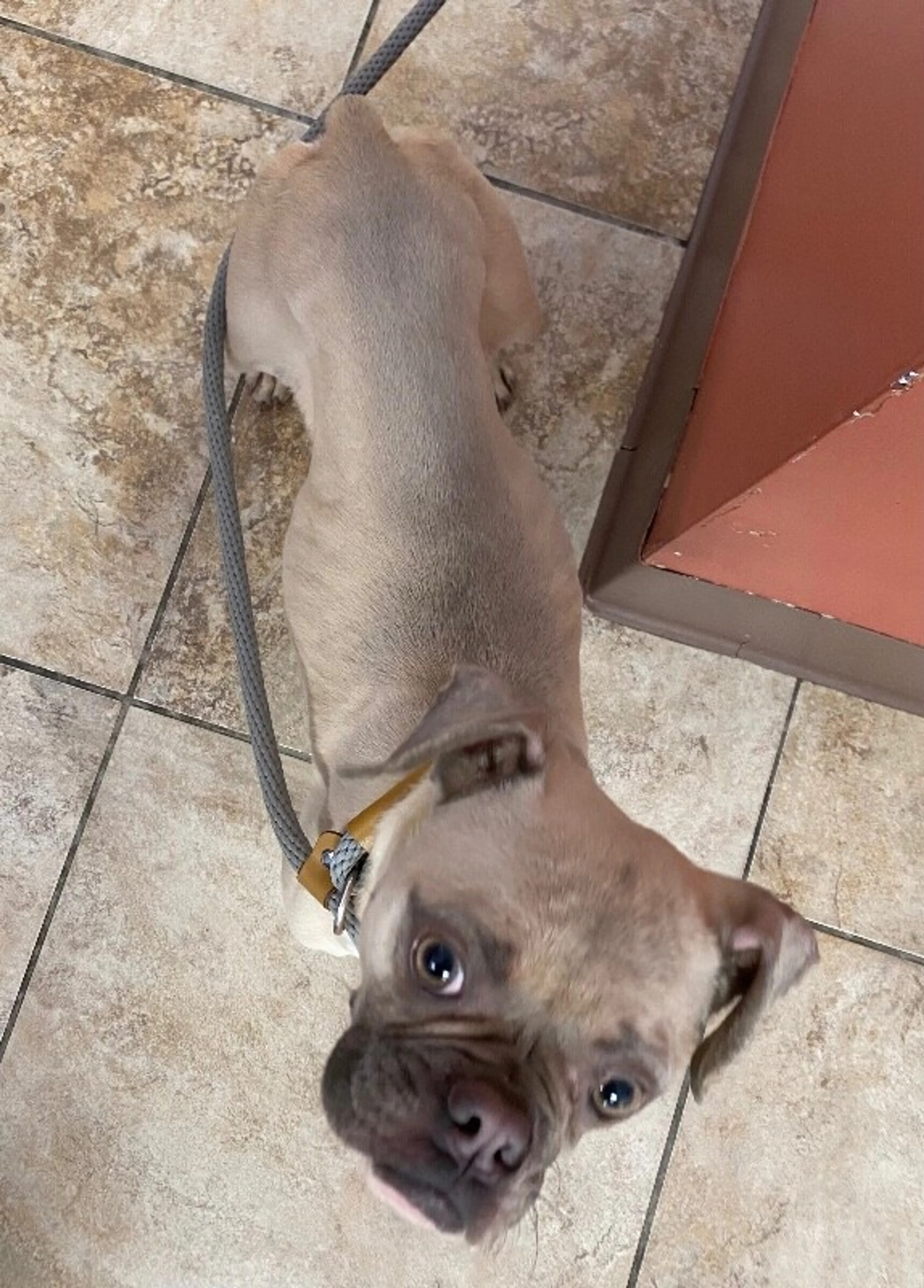 Found pet-3
