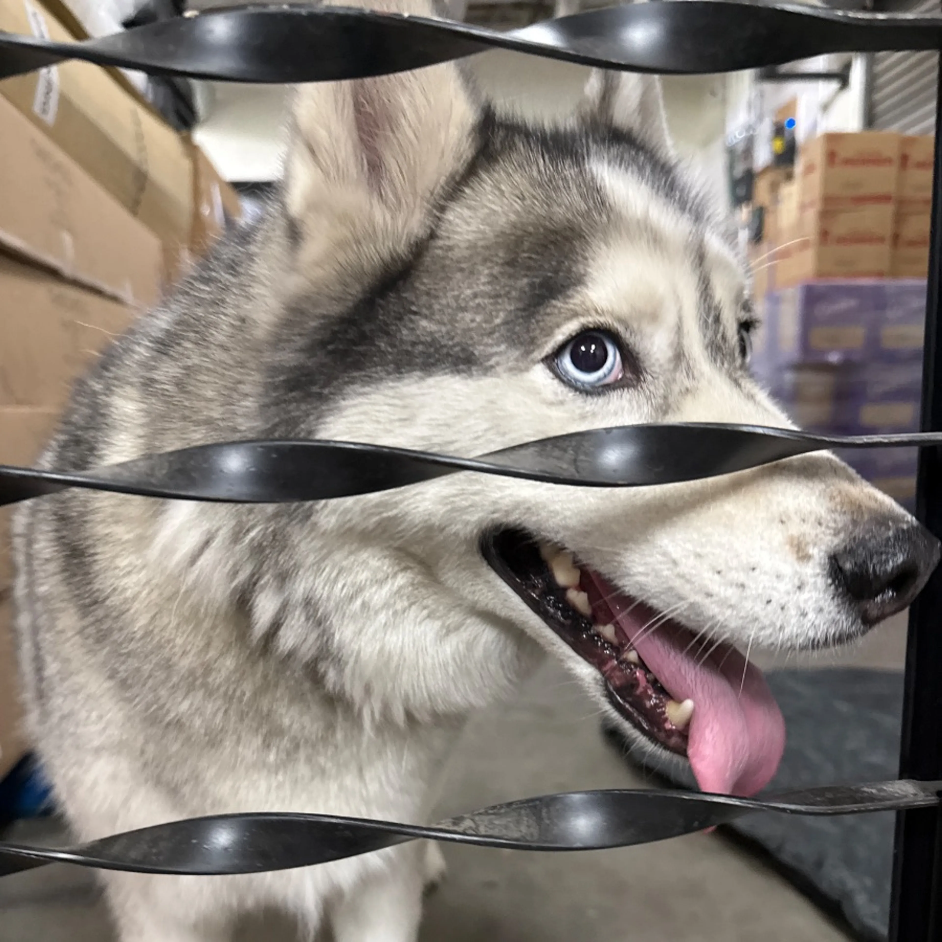 Found pet-0