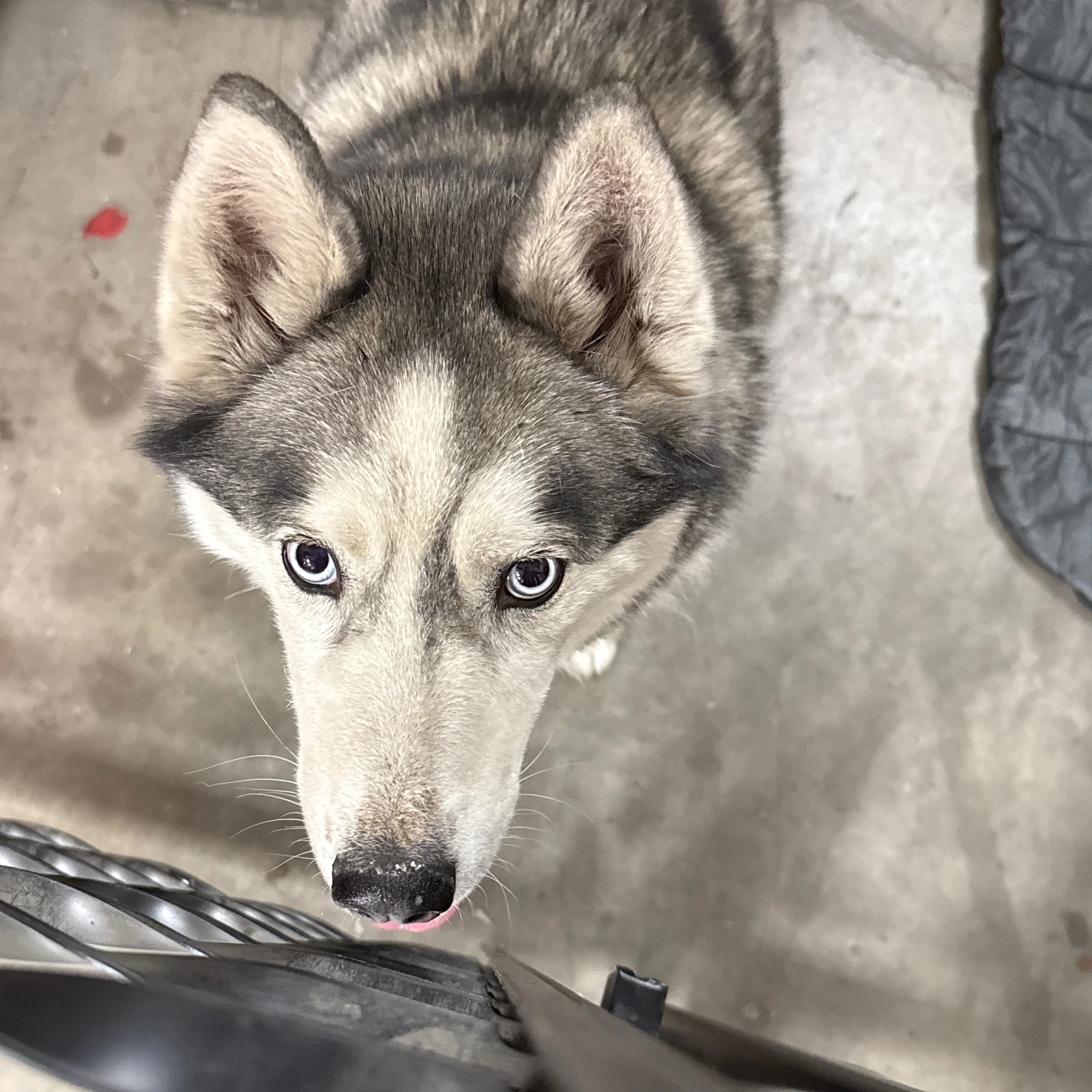 Found pet-1