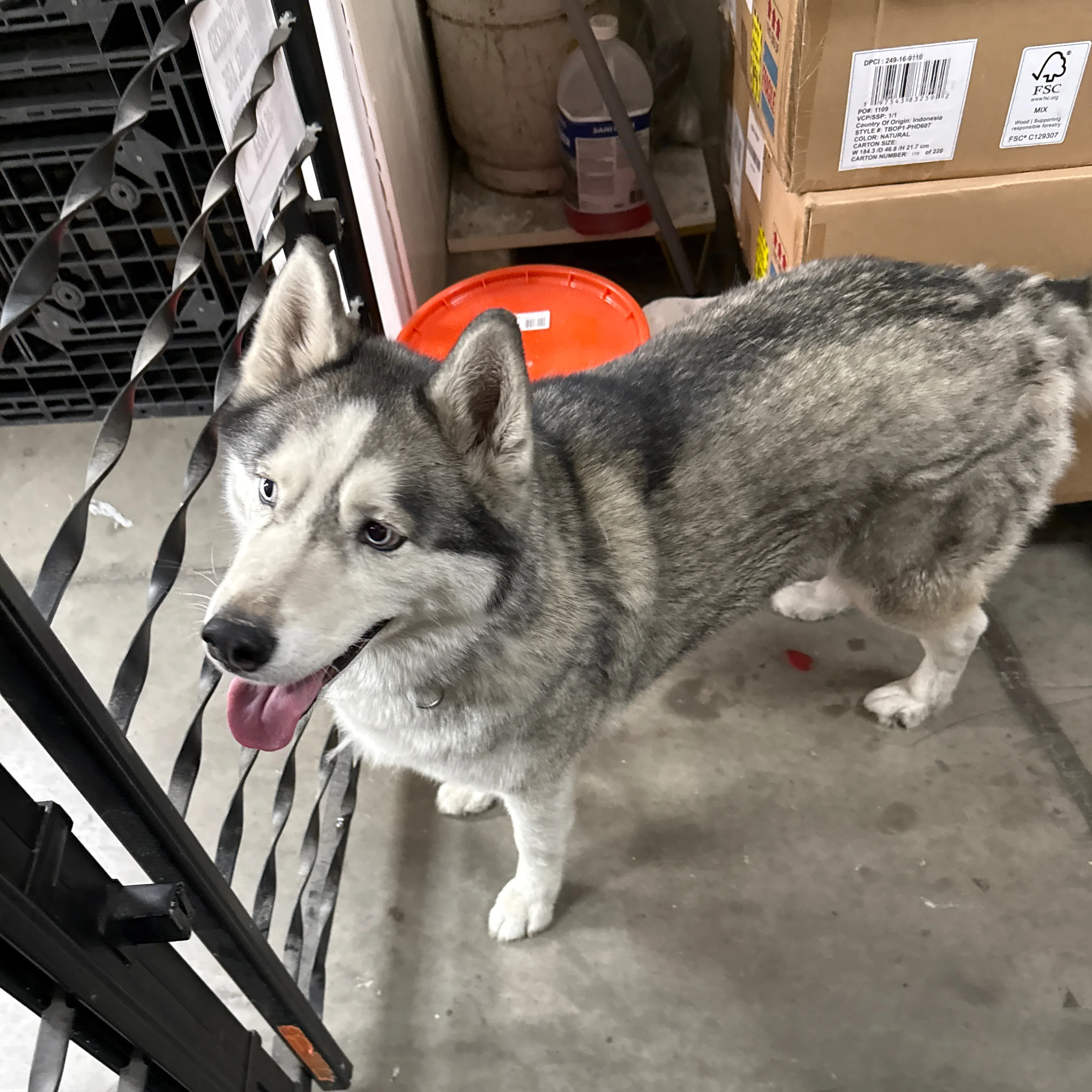 Found pet-2