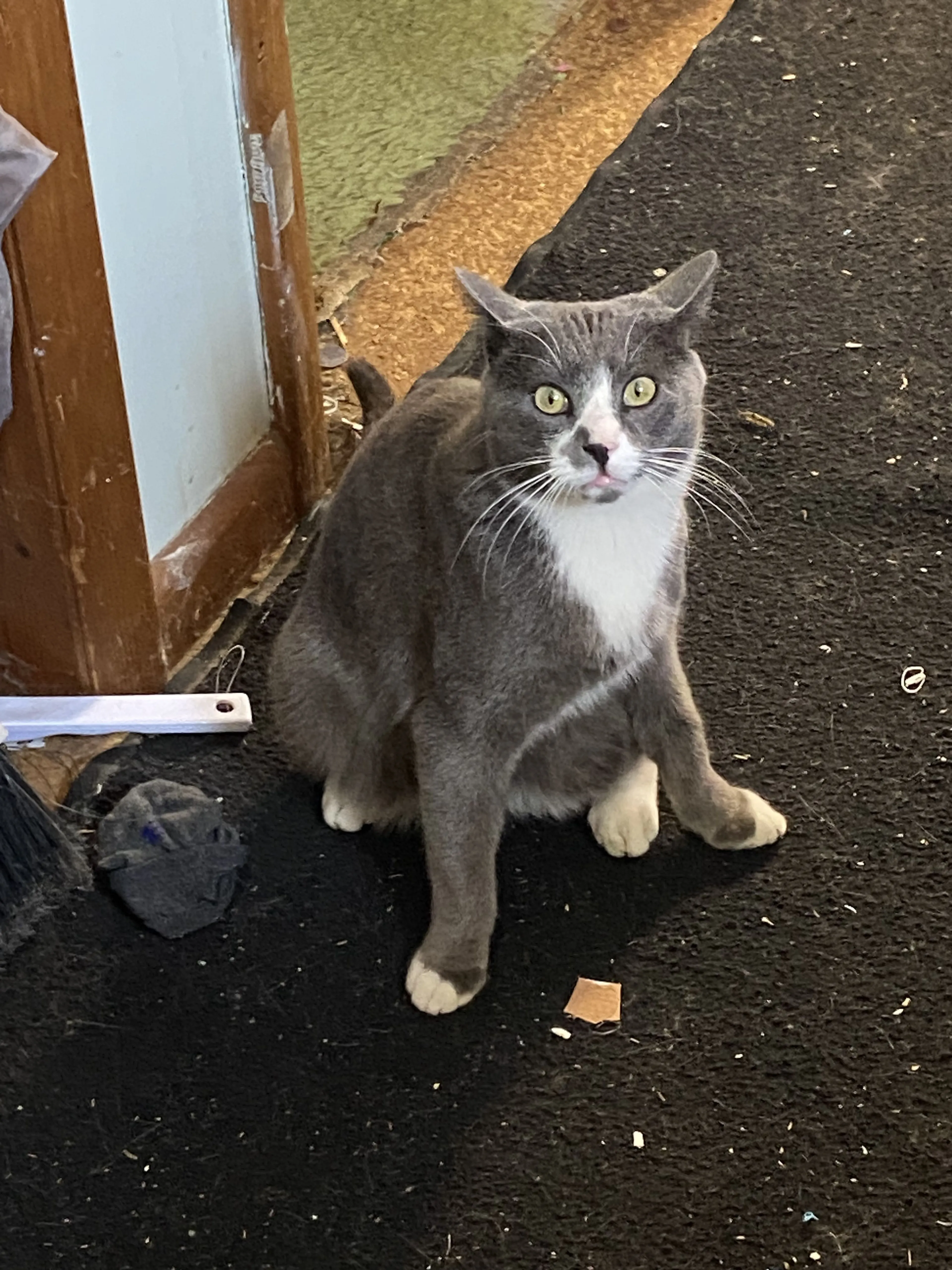 Lost pet-1