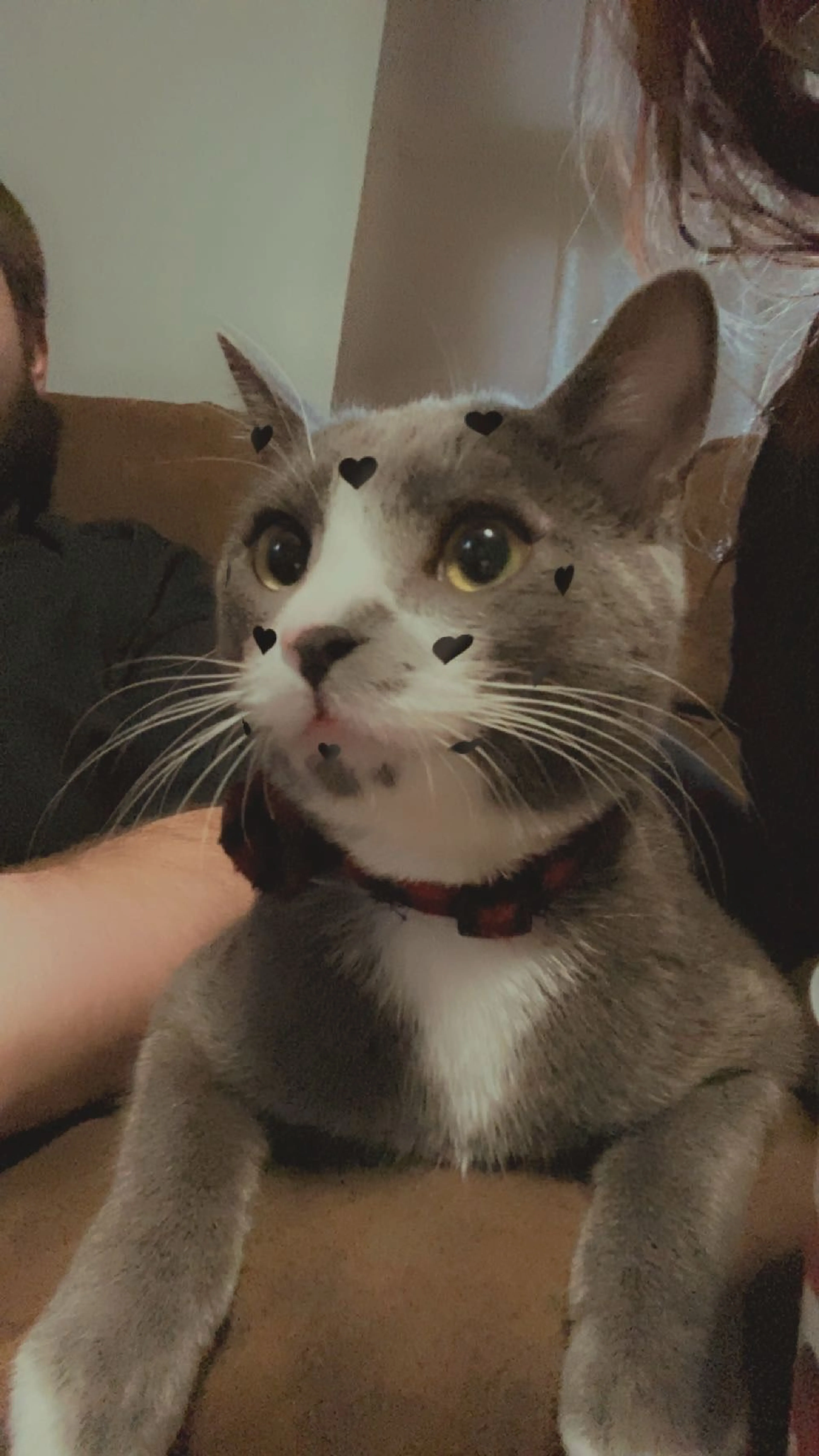 Lost pet-2