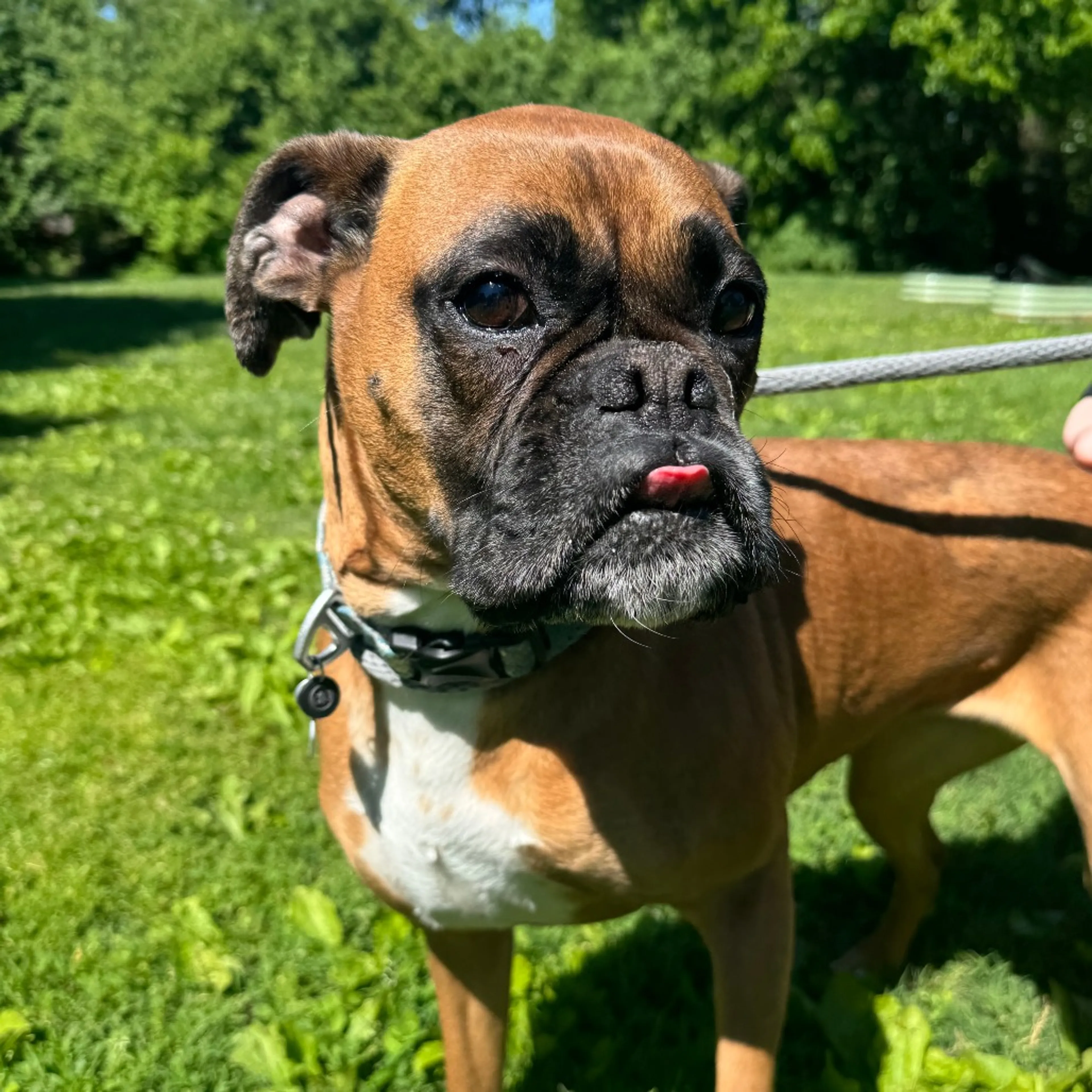 Found pet-2