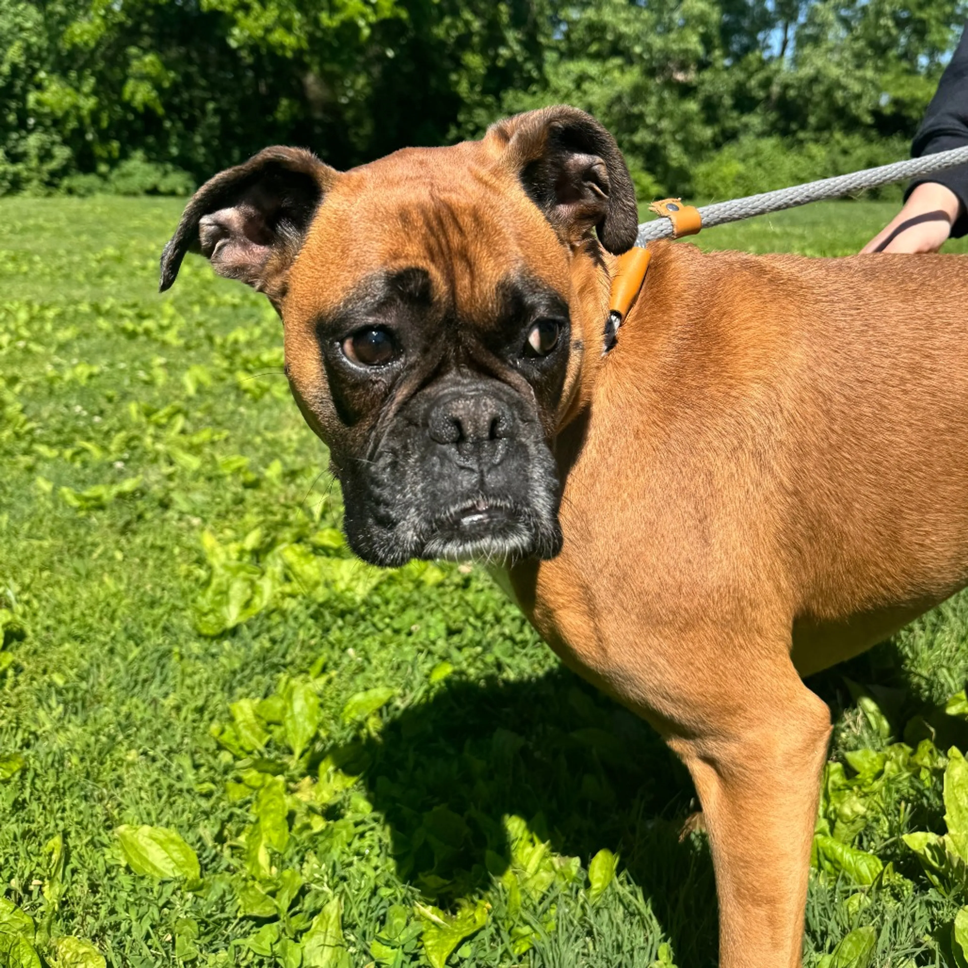 Found pet-1