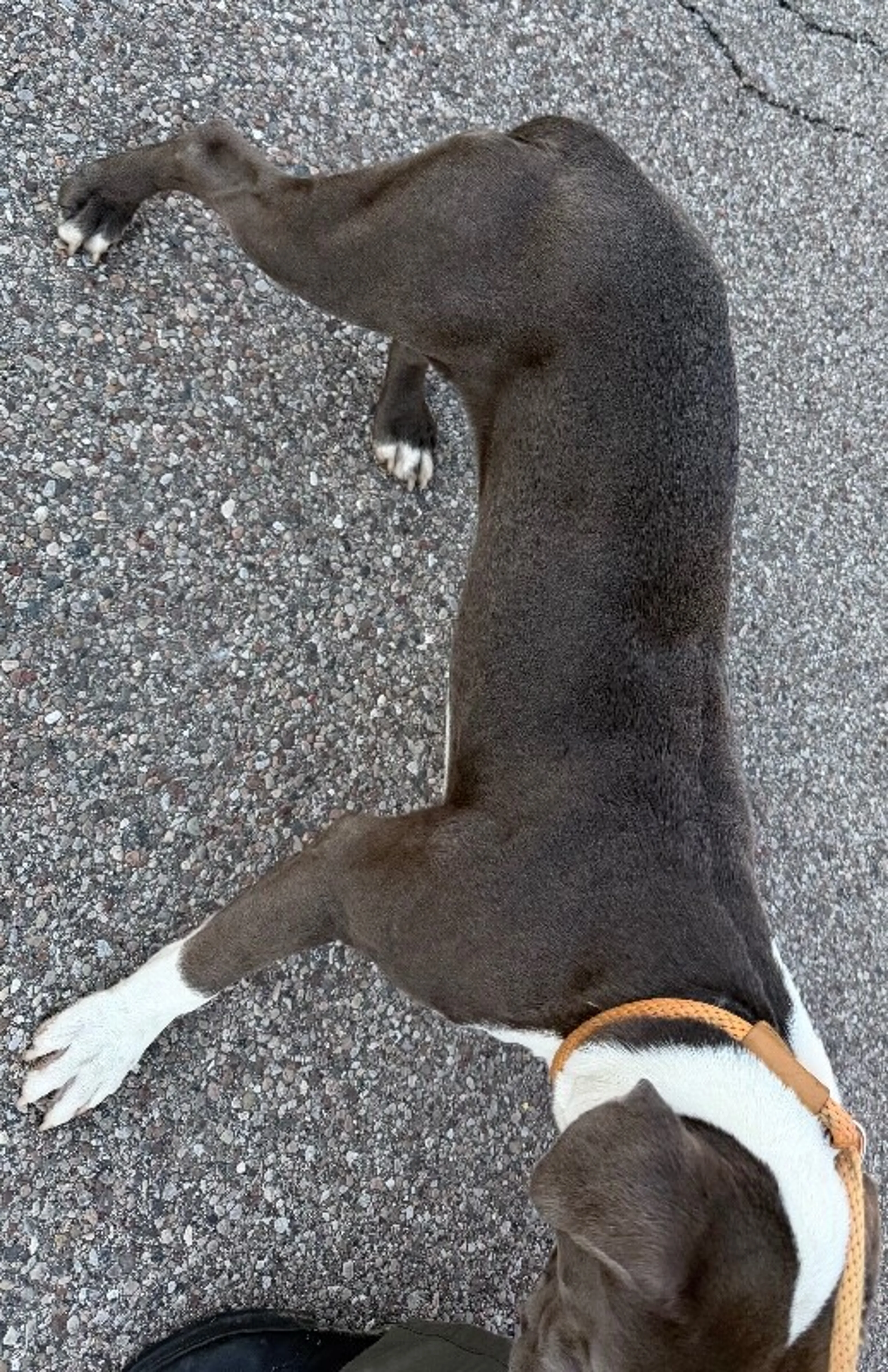 Found pet-2