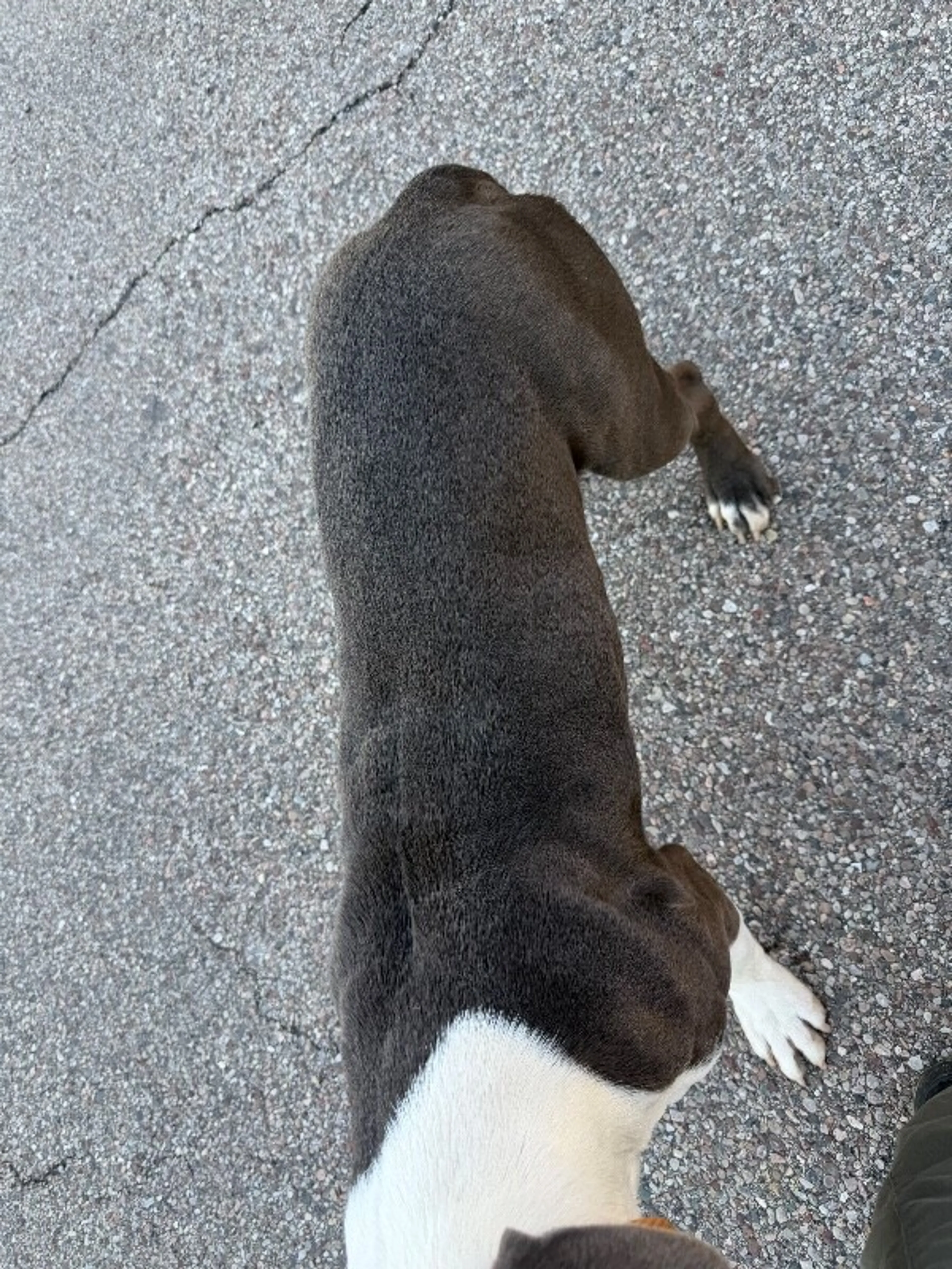 Found pet-3