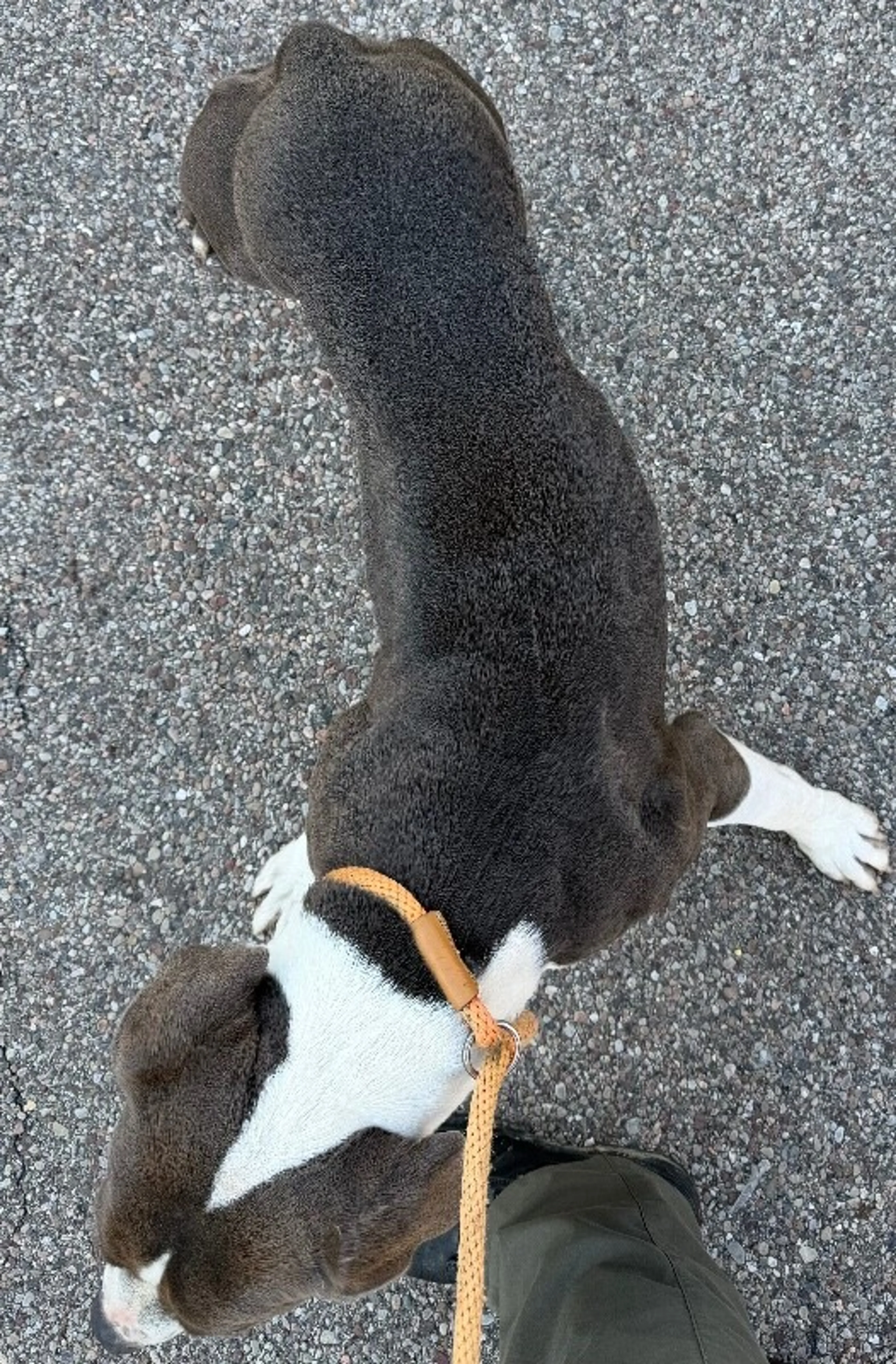 Found pet-1