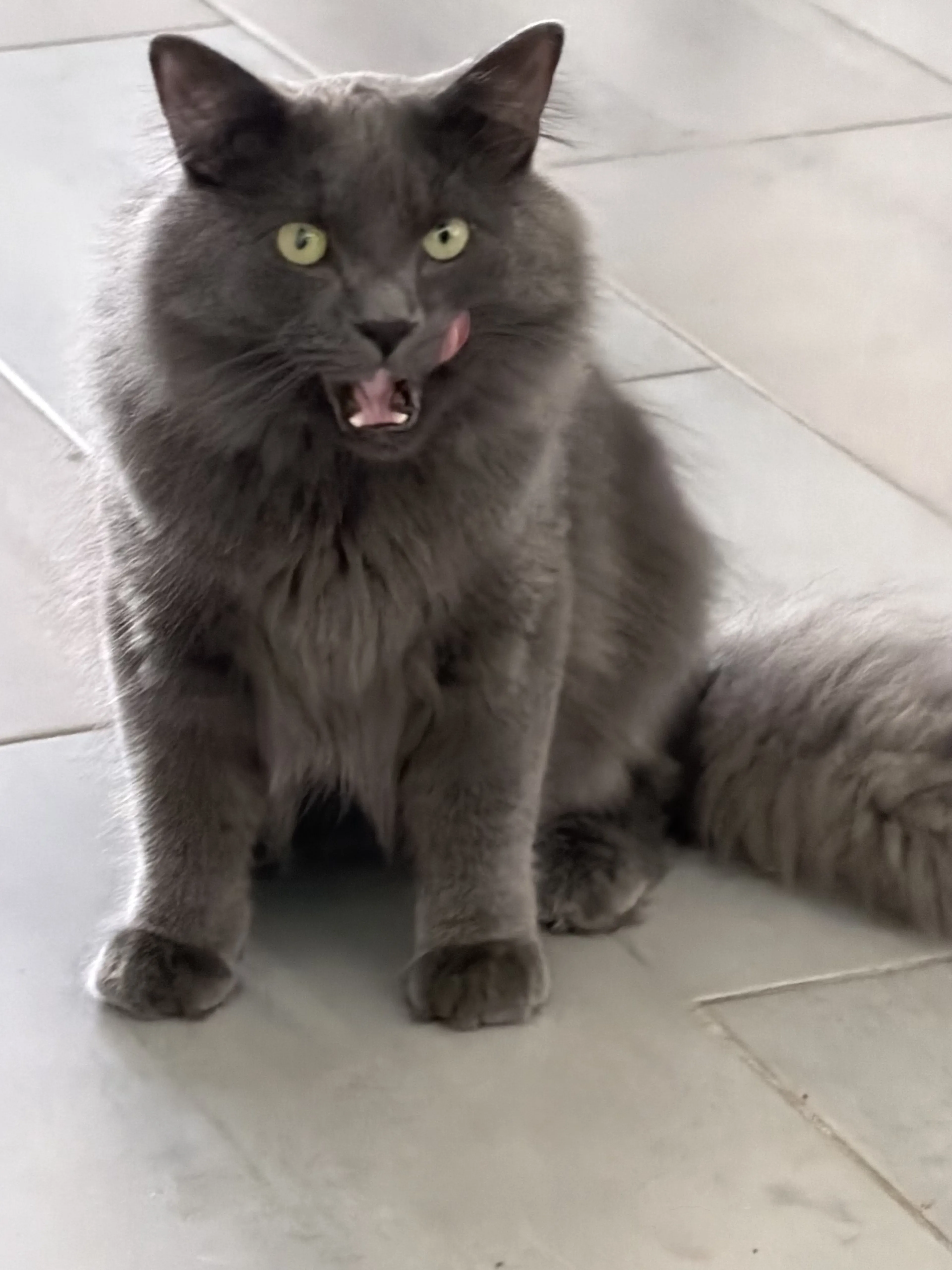 Lost pet-0
