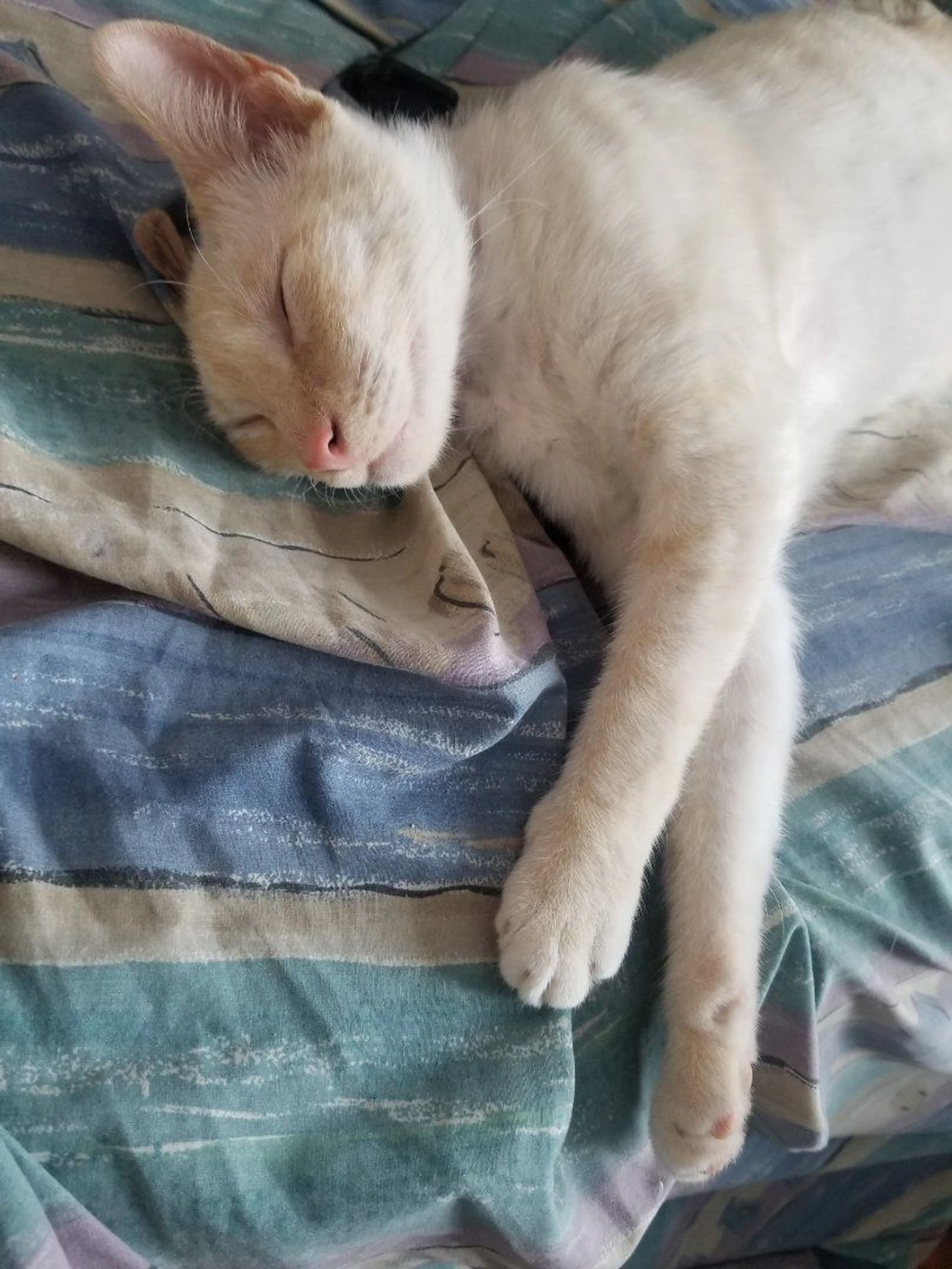 Lost pet-2