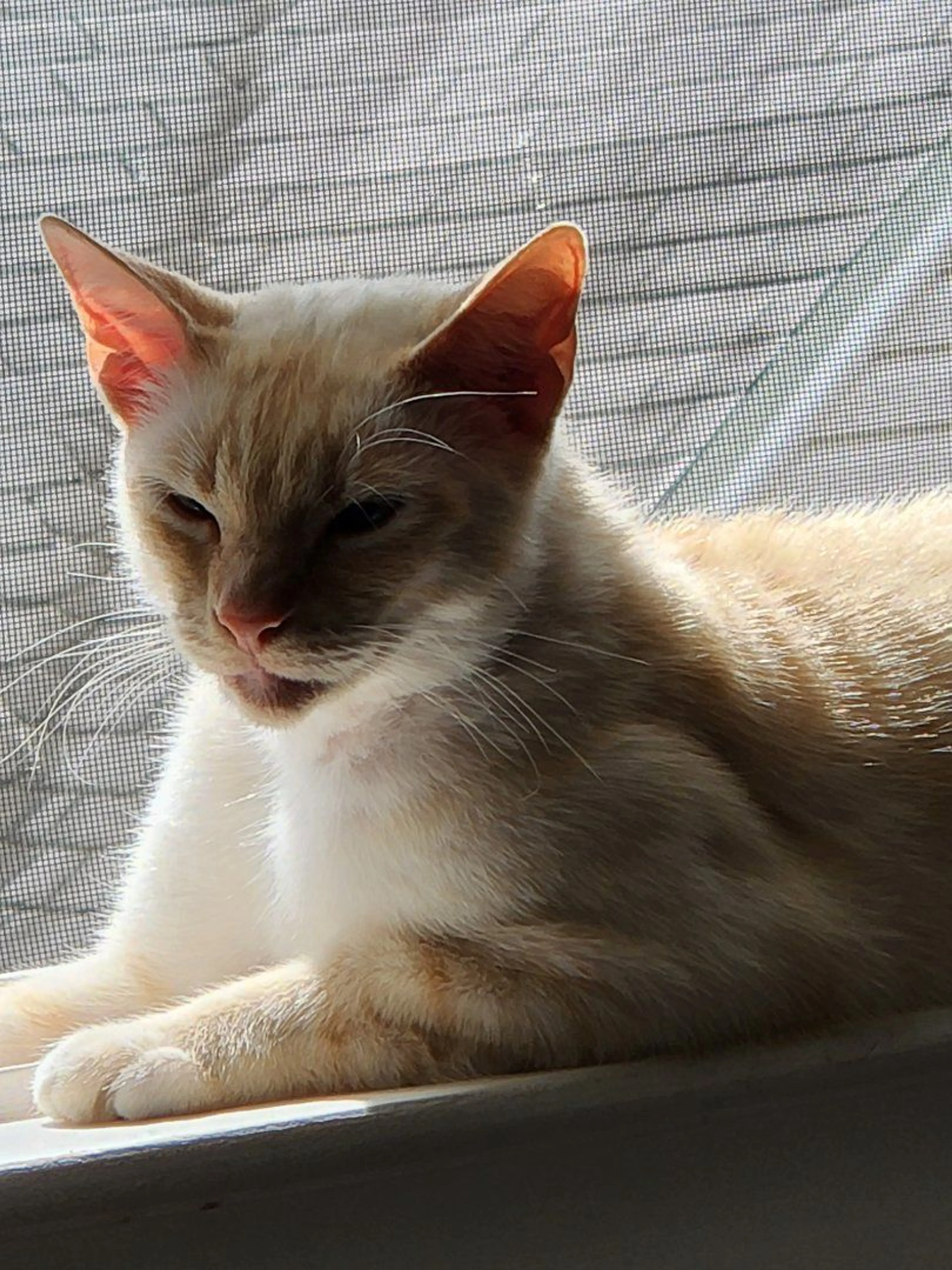 Lost pet-1