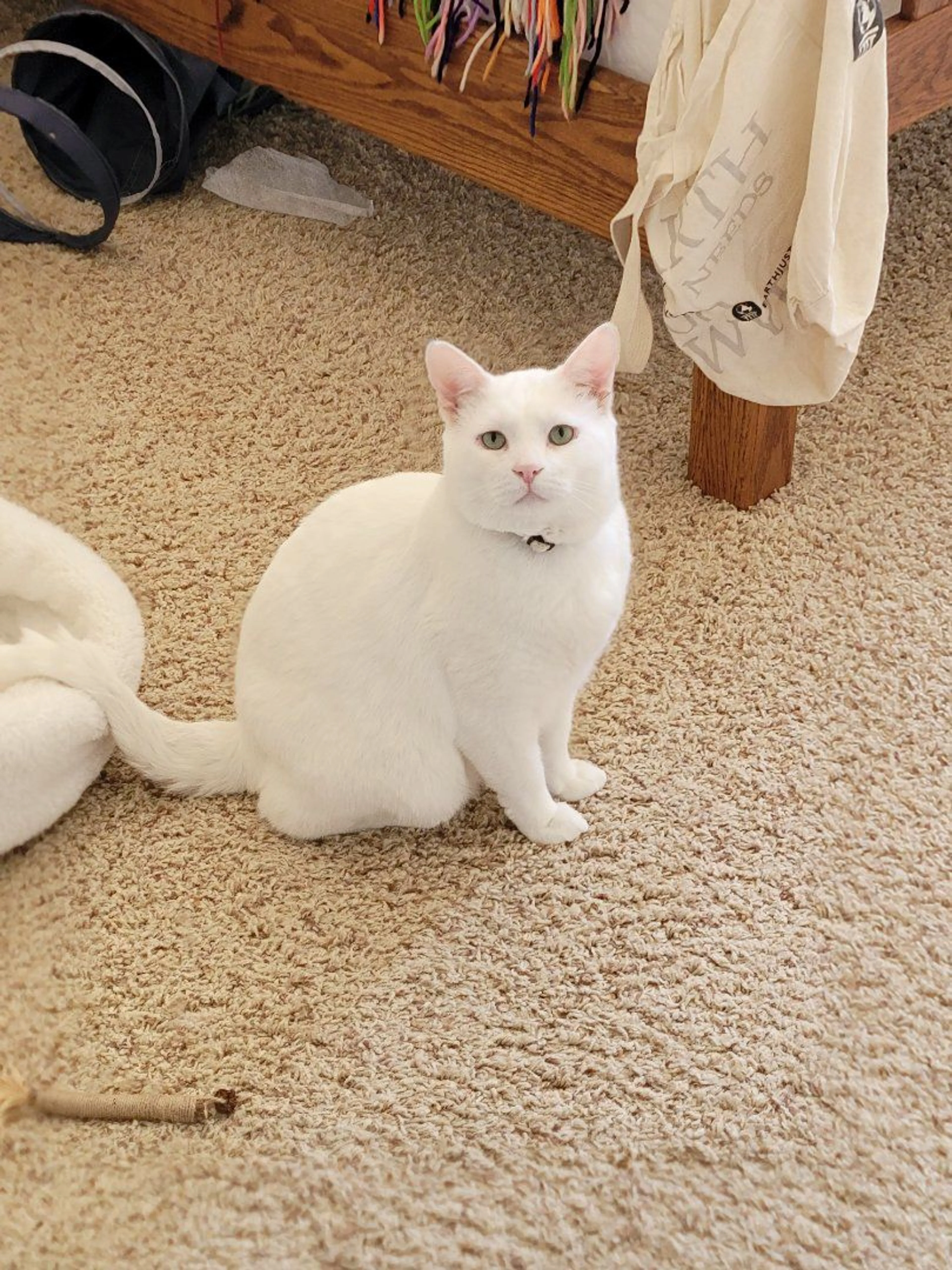 Lost pet-1