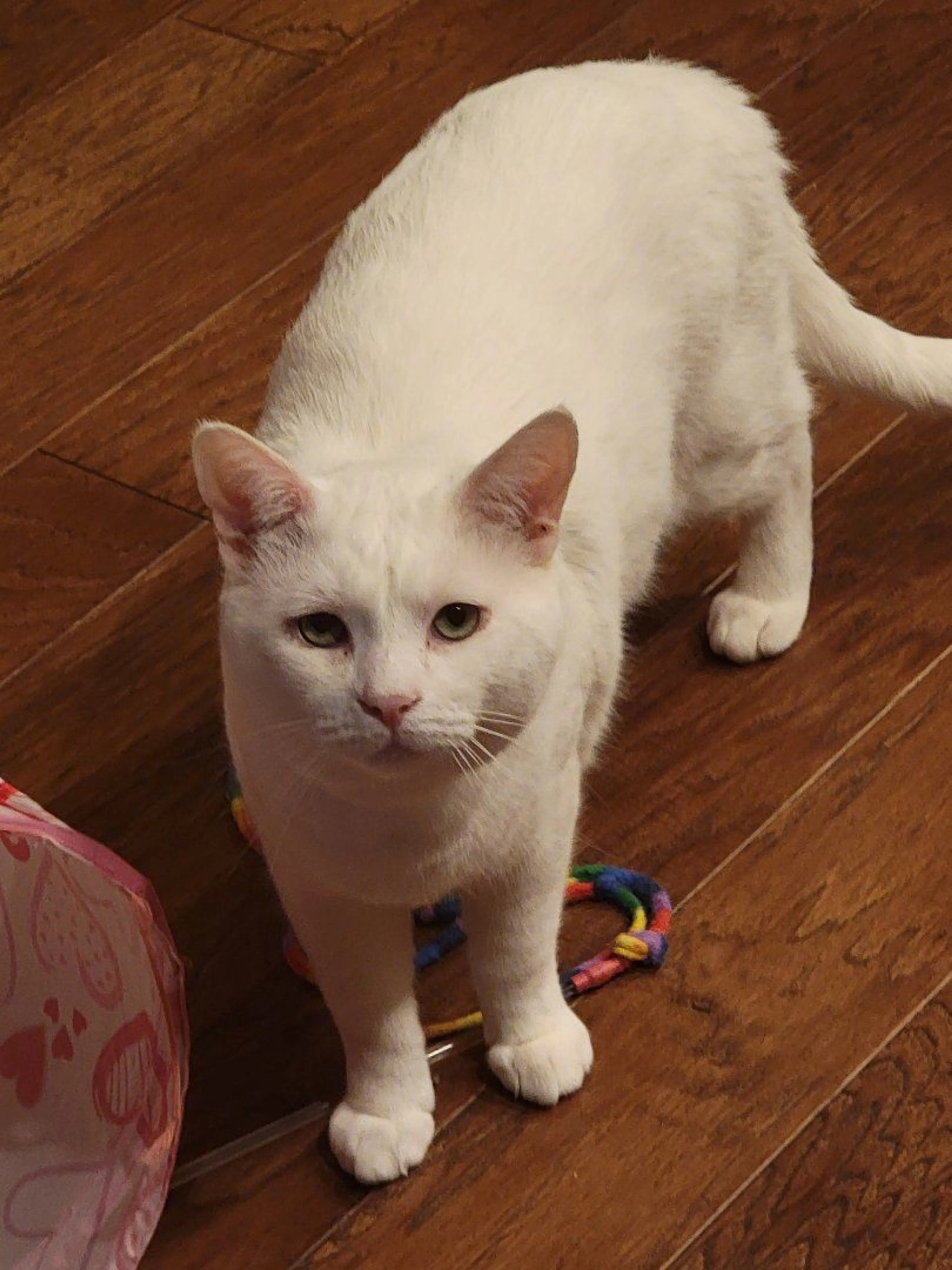 Lost pet-0