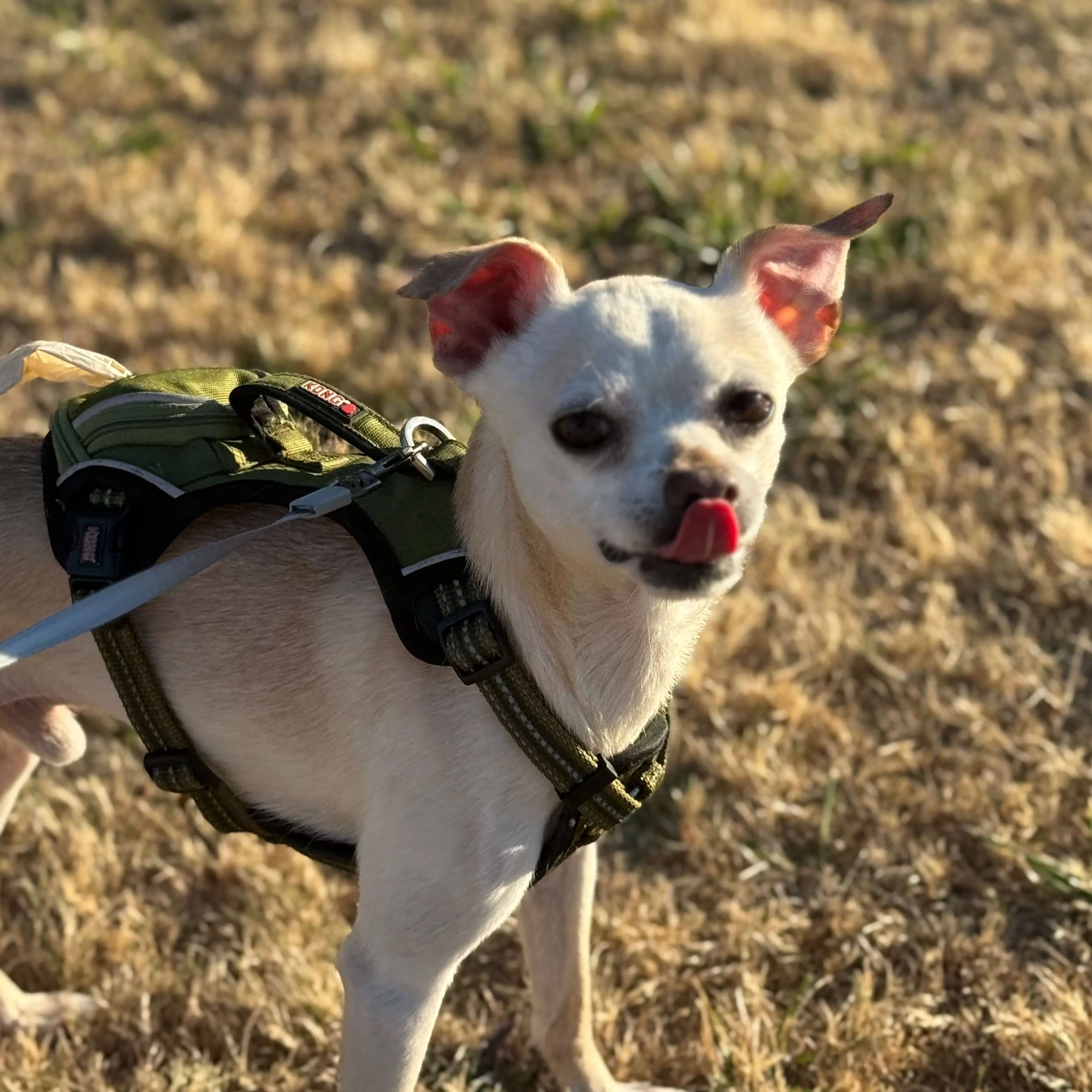 Lost pet-1