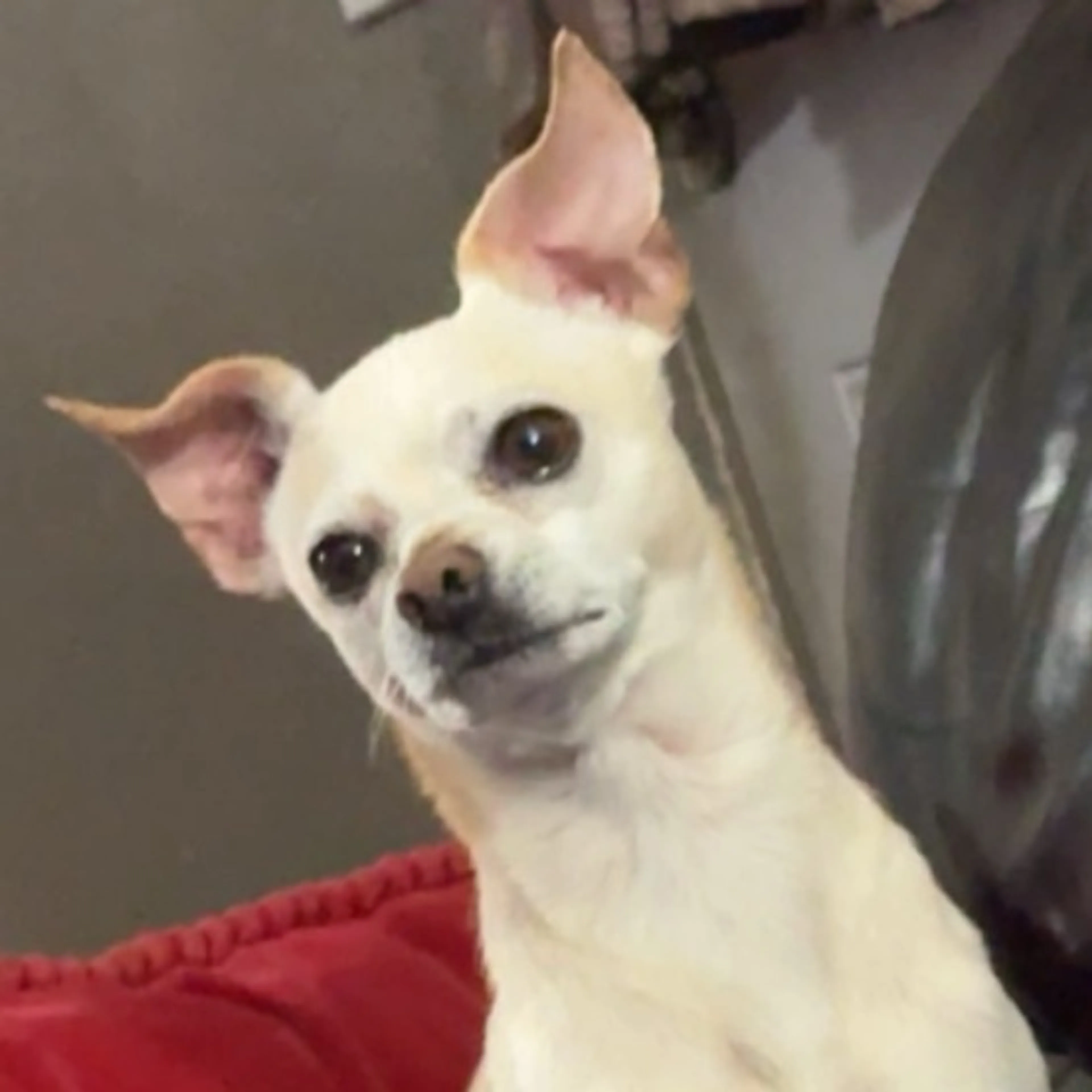 Lost pet-0